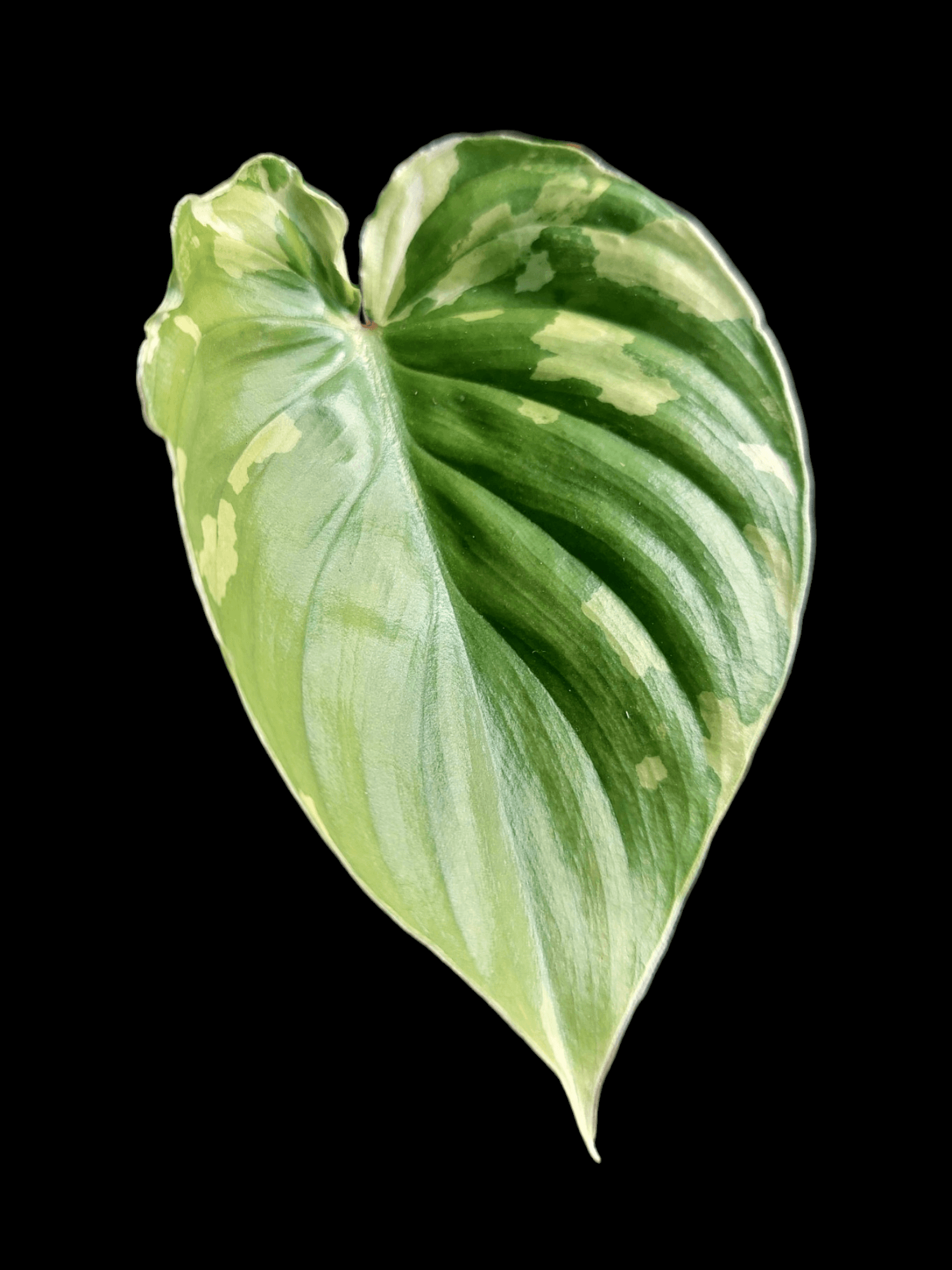 Philodendron Plowmanii Variegated EXACT PLANT Amazon Plants Peru Philodendron plowmanii variegated exact plant amazon plants peru