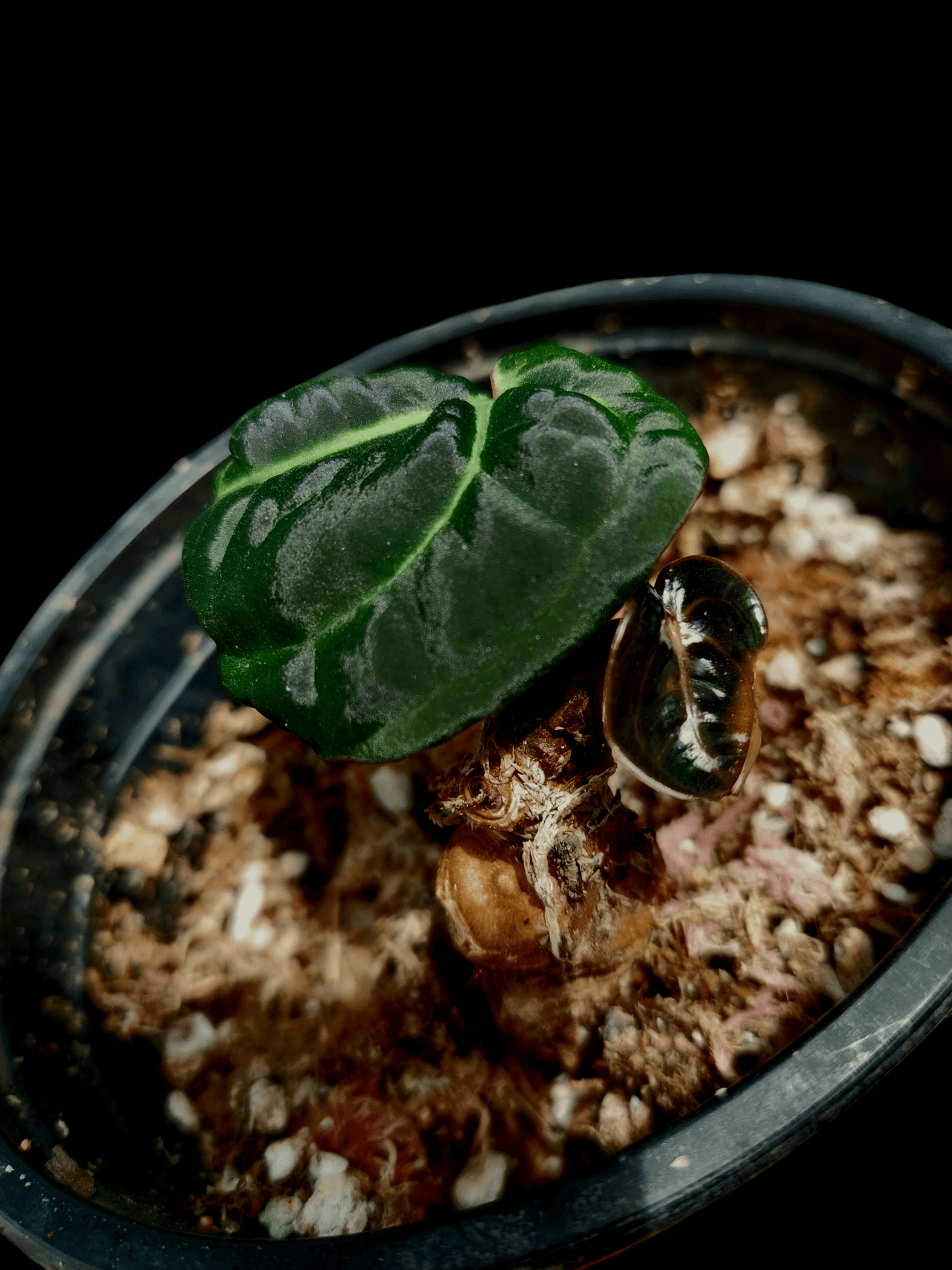 Anthurium Carlablackiae Pure Specie Small Size Wild Ecotype 2 Leaves (EXACT PLANT)
