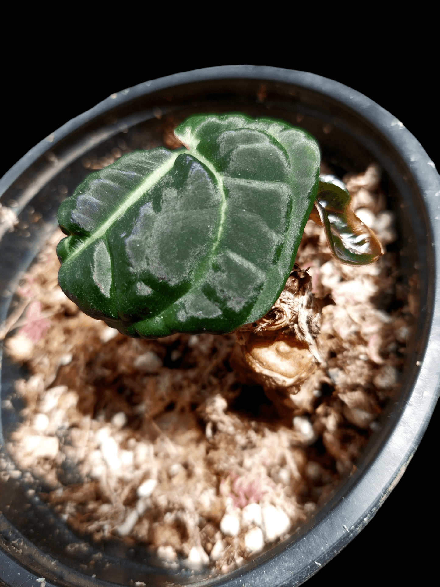 Anthurium Carlablackiae Pure Specie Small Size Wild Ecotype 2 Leaves (EXACT PLANT)