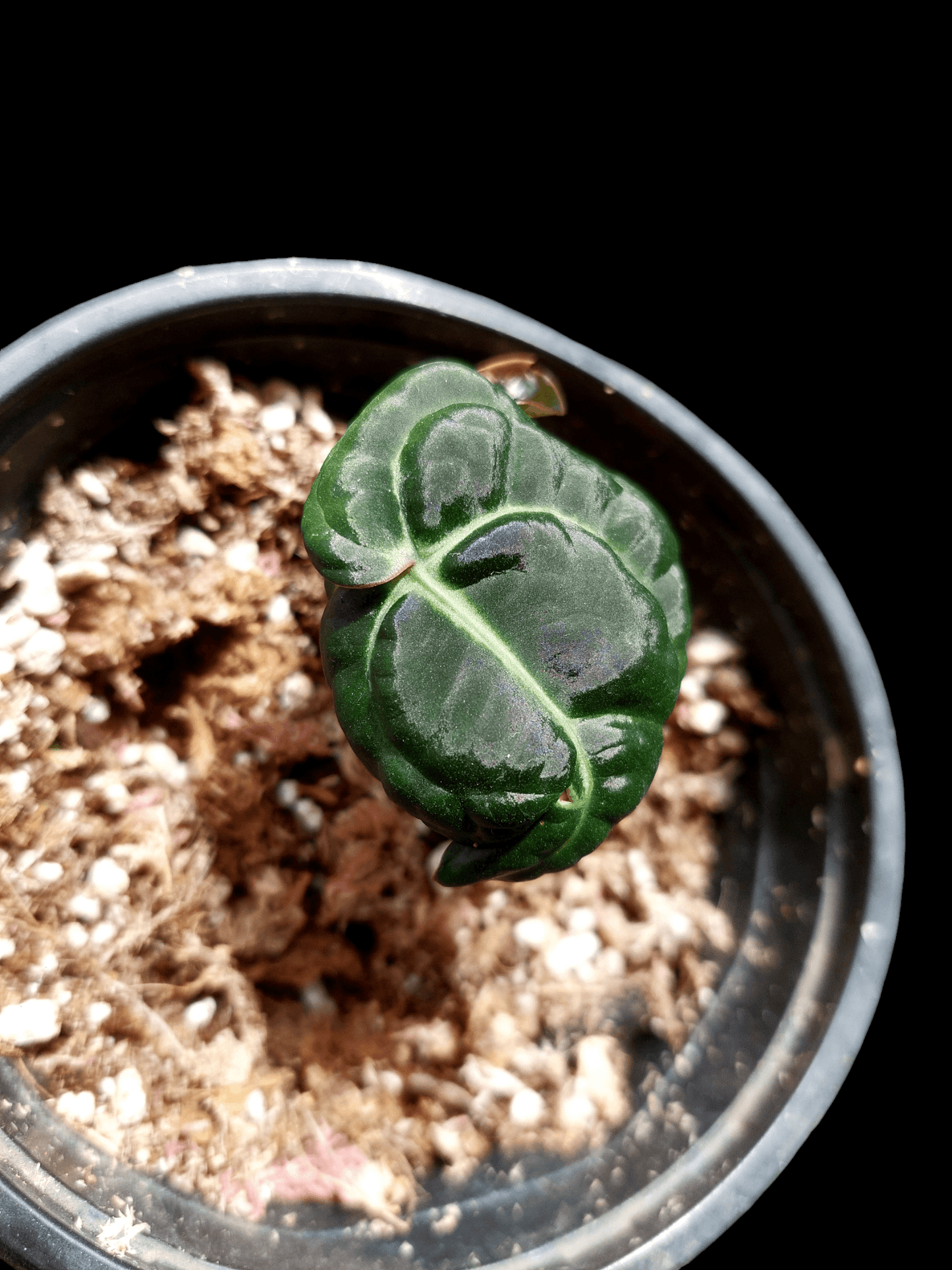 Anthurium Carlablackiae Pure Specie Small Size Wild Ecotype 2 Leaves (EXACT PLANT)
