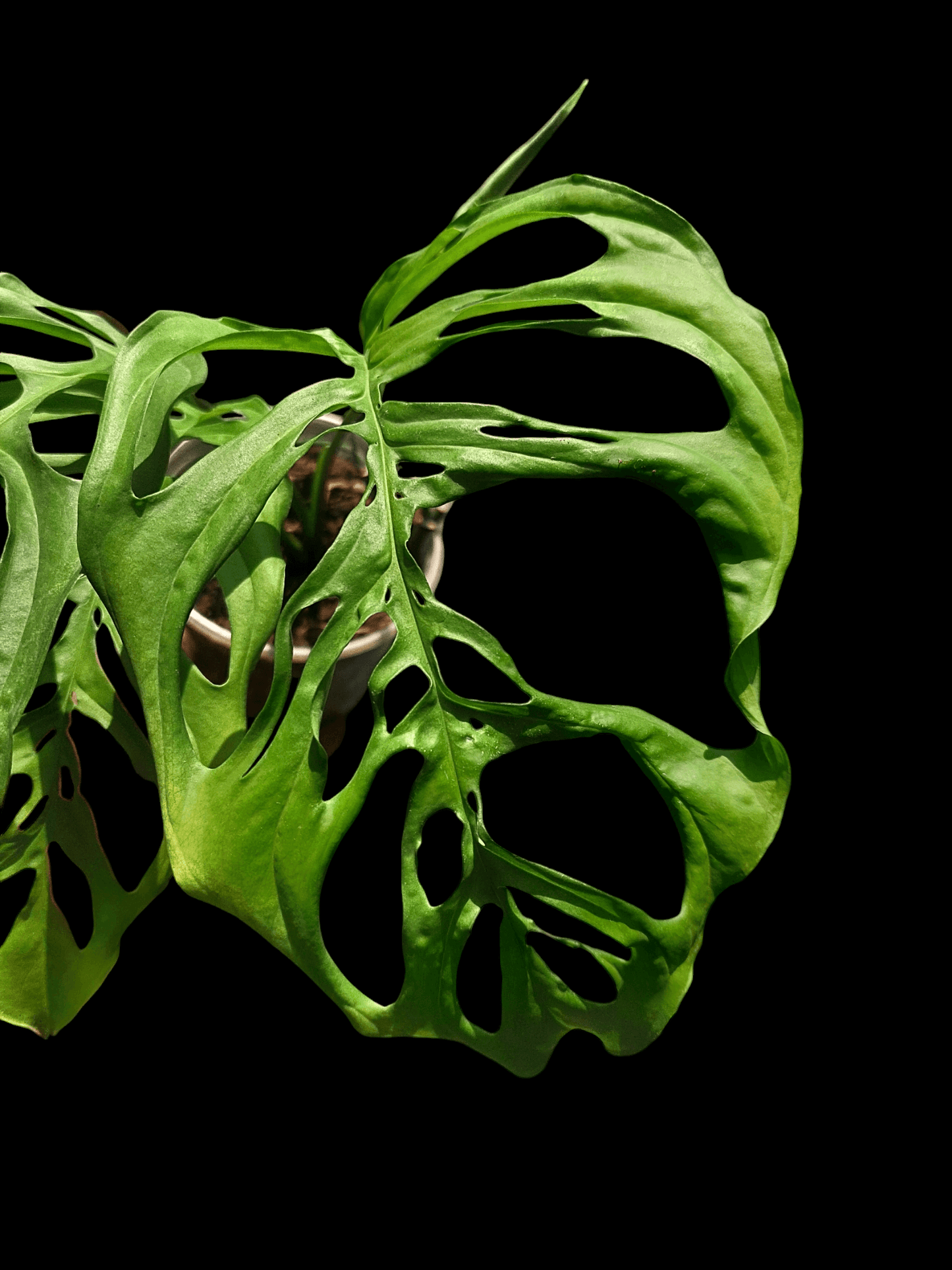 Monstera sp obliqua ¨San Martin" (EXACT PLANT)