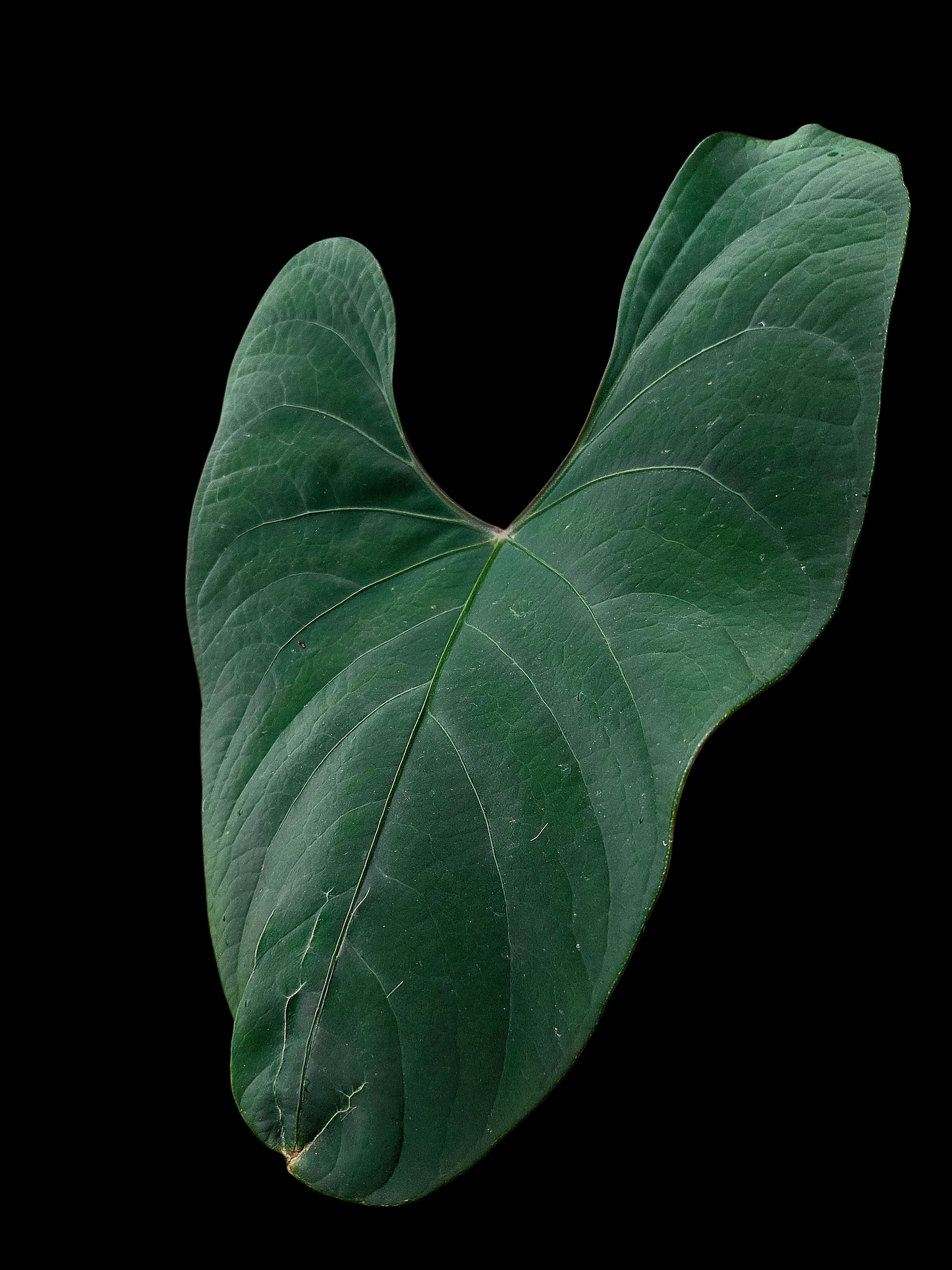 Anthurium sp. 'Huanuco Dark Velvet' BIG PLANT (EXACT PLANT)