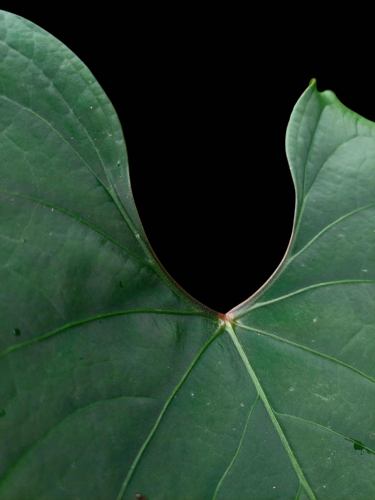 Anthurium sp. 'Huanuco Dark Velvet' BIG PLANT (EXACT PLANT)