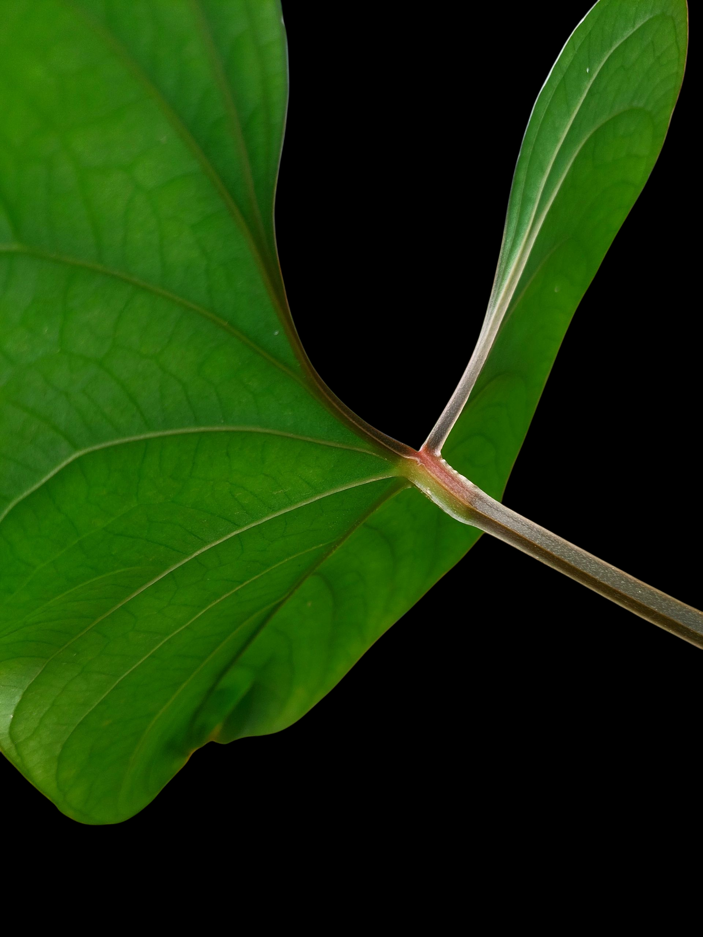 Anthurium sp. 'Huanuco Dark Velvet' BIG PLANT (EXACT PLANT)