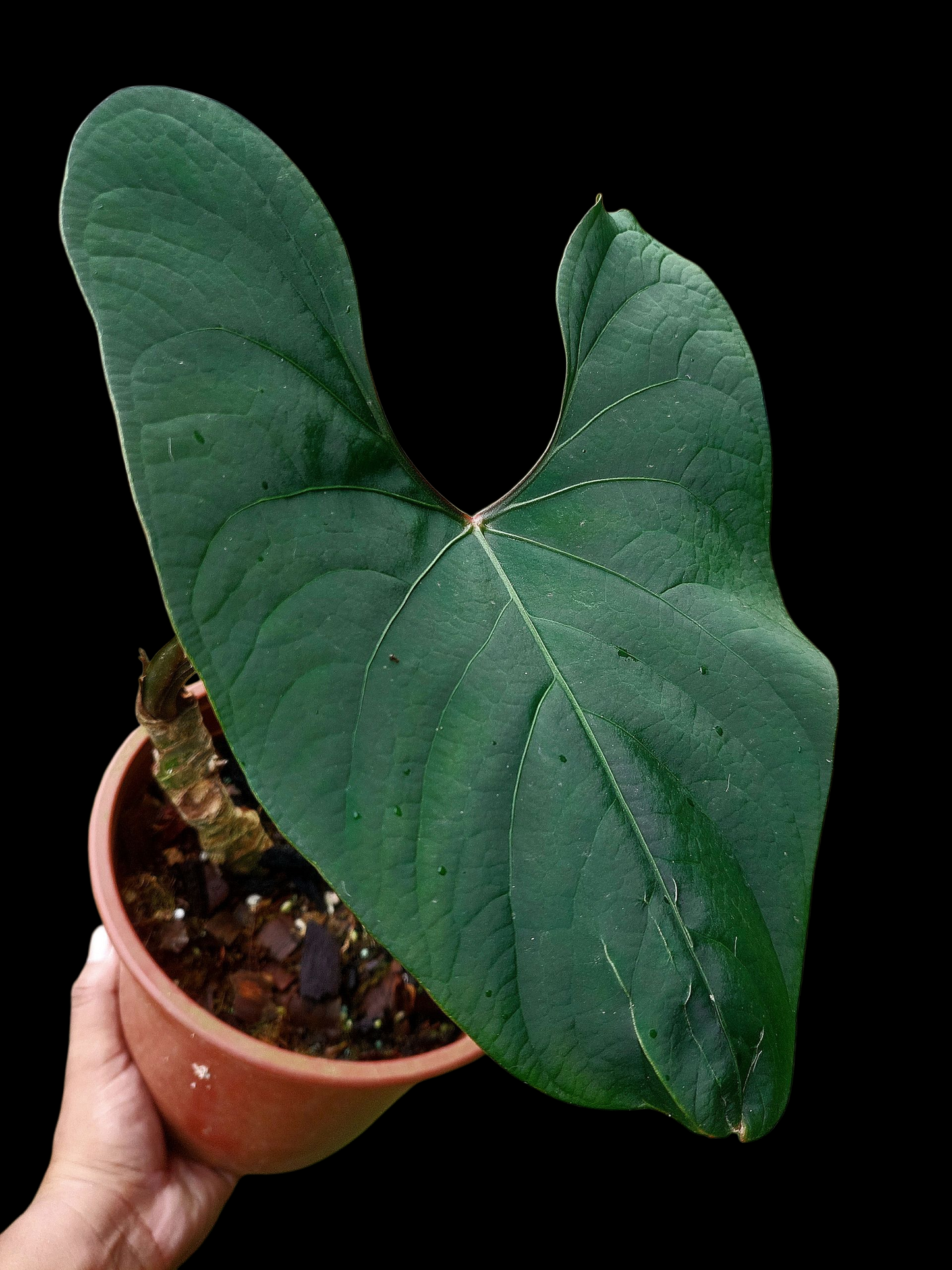 Anthurium sp. 'Huanuco Dark Velvet' BIG PLANT (EXACT PLANT)
