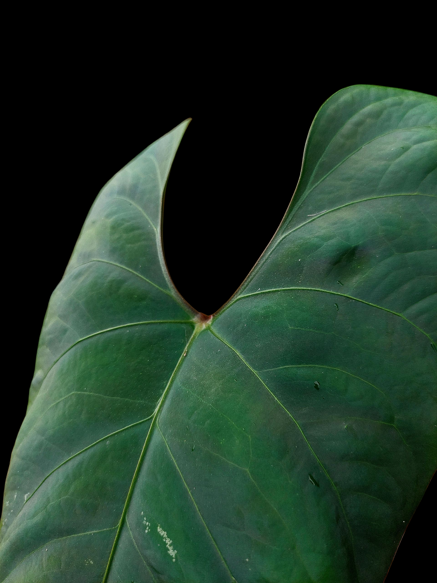 Anthurium sp. 'Huanuco Dark Velvet' BIG Plant Wild Ecotype (EXACT PLANT)