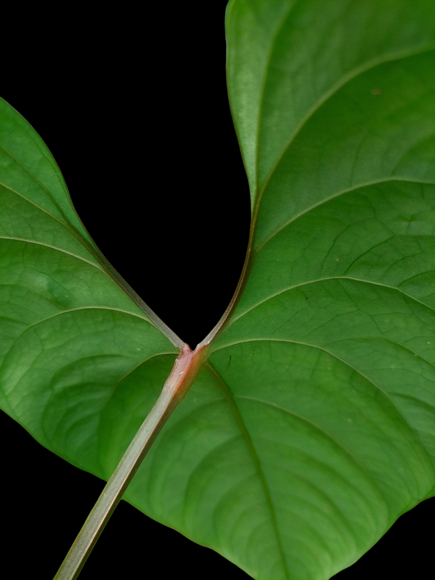 Anthurium sp. 'Huanuco Dark Velvet' BIG Plant Wild Ecotype (EXACT PLANT)
