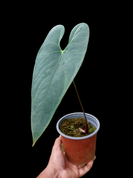 Anthurium sp. 'Shapaja Silver'  (EXACT PLANT)