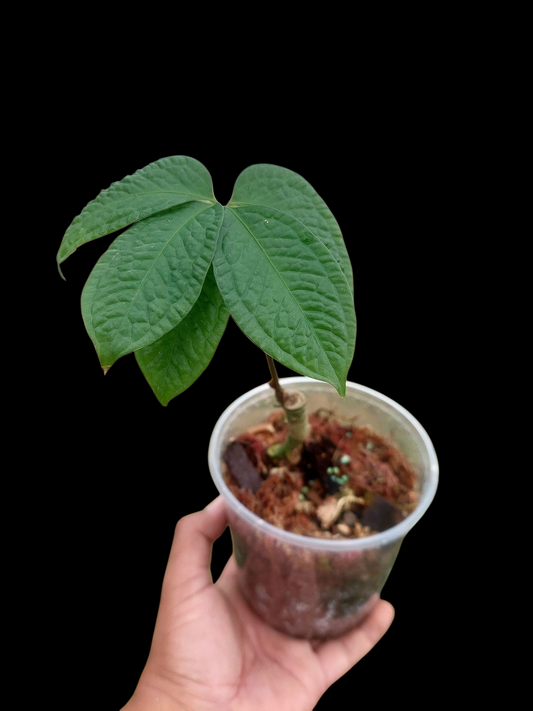 Anthurium sp. 'Weed of the Andes' (ACTUAL PLANT)
