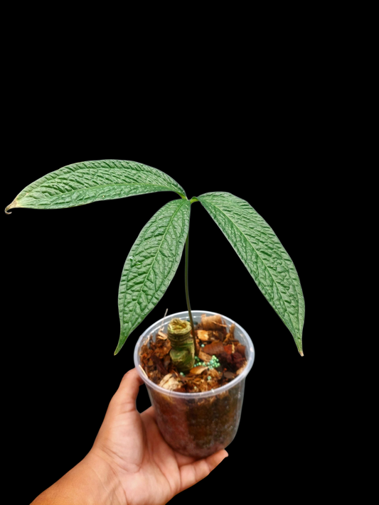 Anthurium sp. 'Weed of the Andes' (EXACT PLANT)