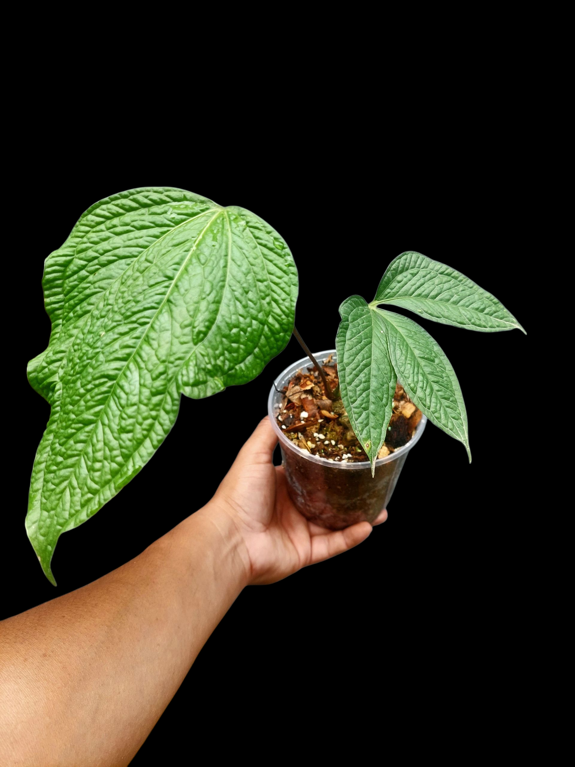 anthurium acuale Anthurium sp. 'Weed of the Andes' with 2 Leaves (ACTUAL PLANT)