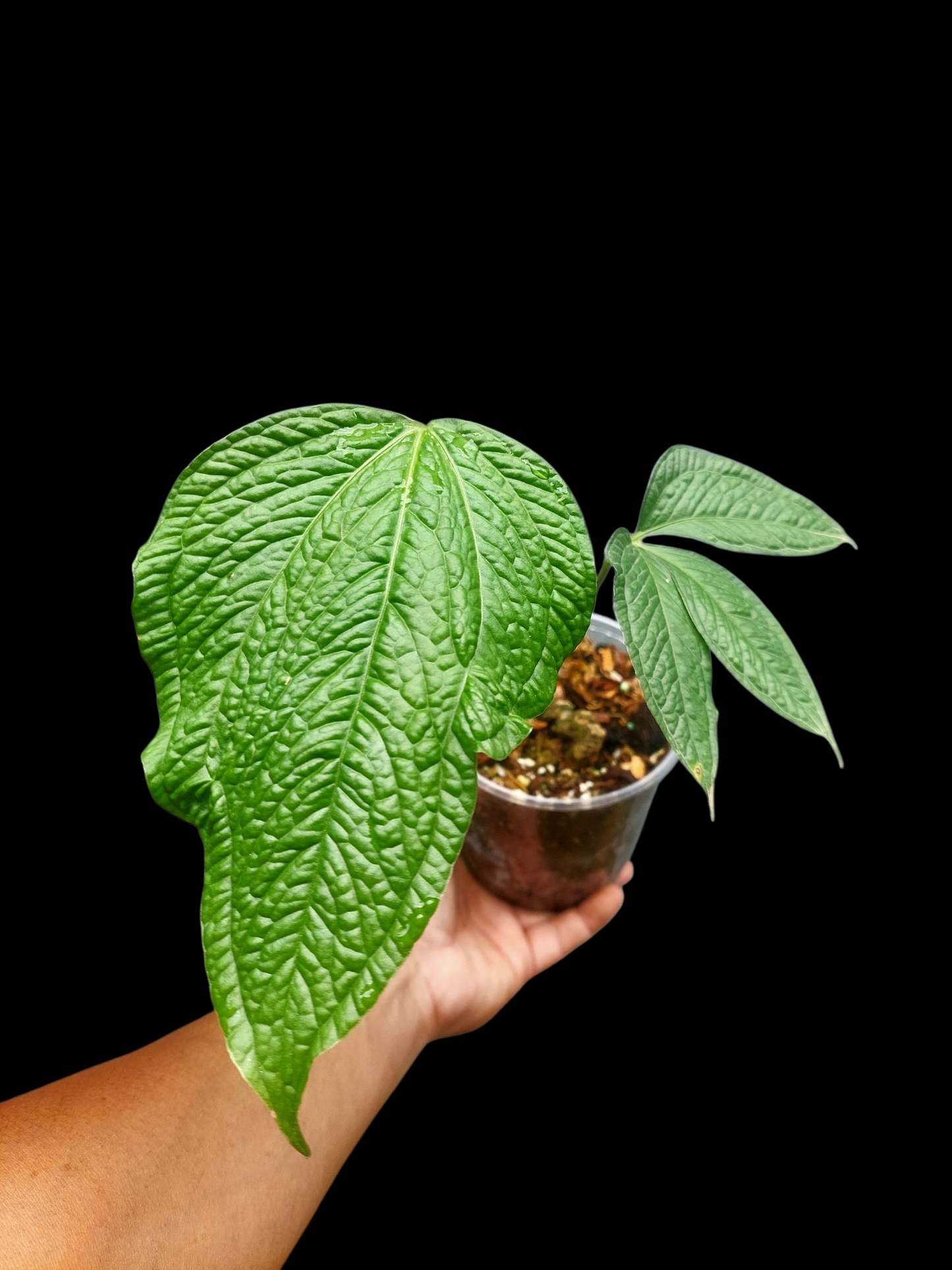 Anthurium sp. 'Weed of the Andes' with 2 Leaves (ACTUAL PLANT)