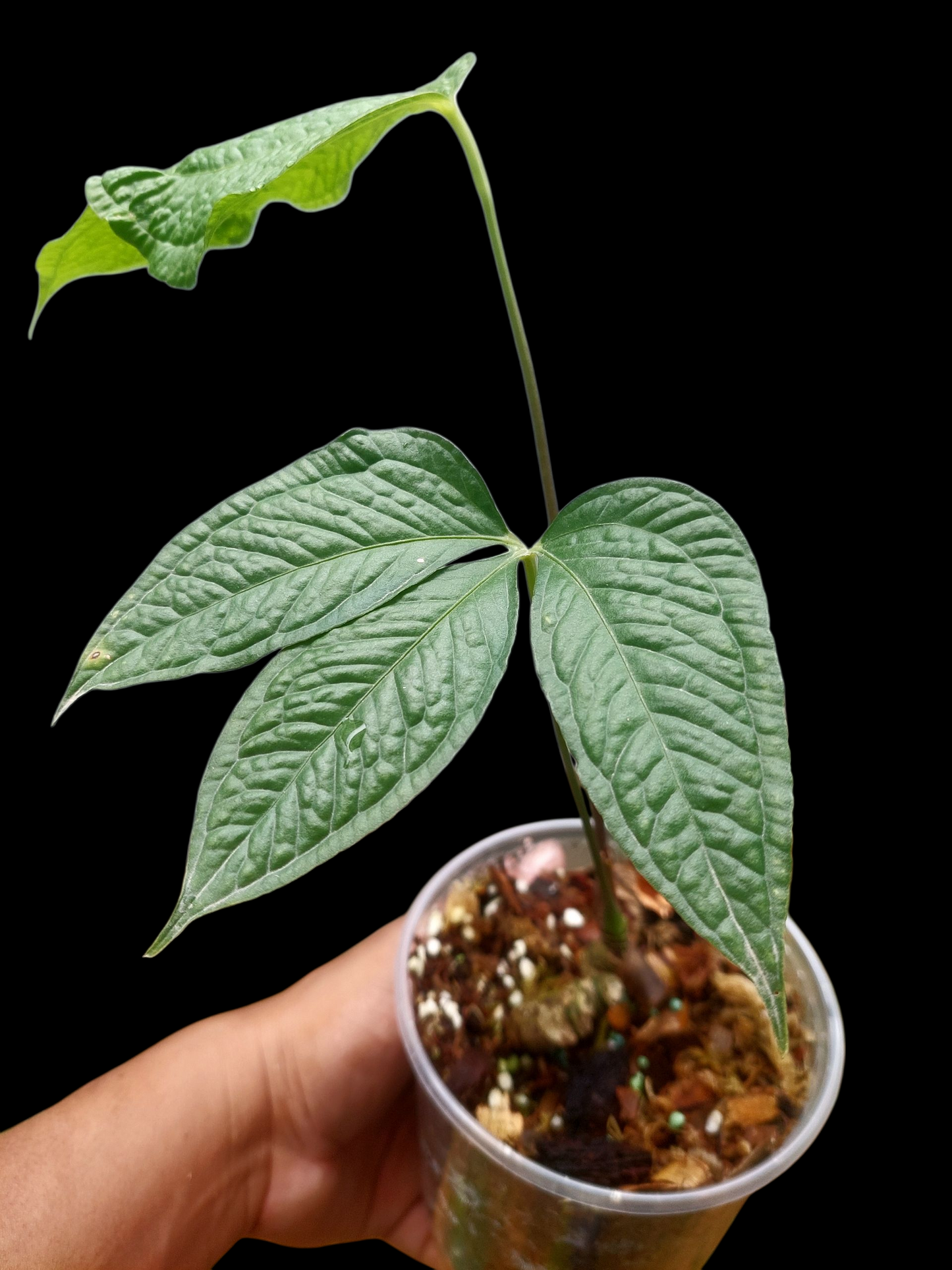 Anthurium sp. 'Weed of the Andes' with 2 Leaves (ACTUAL PLANT)
