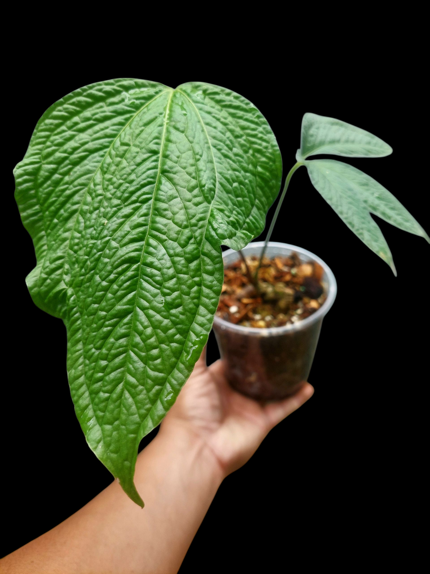 Anthurium sp. 'Weed of the Andes' with 2 Leaves (ACTUAL PLANT)