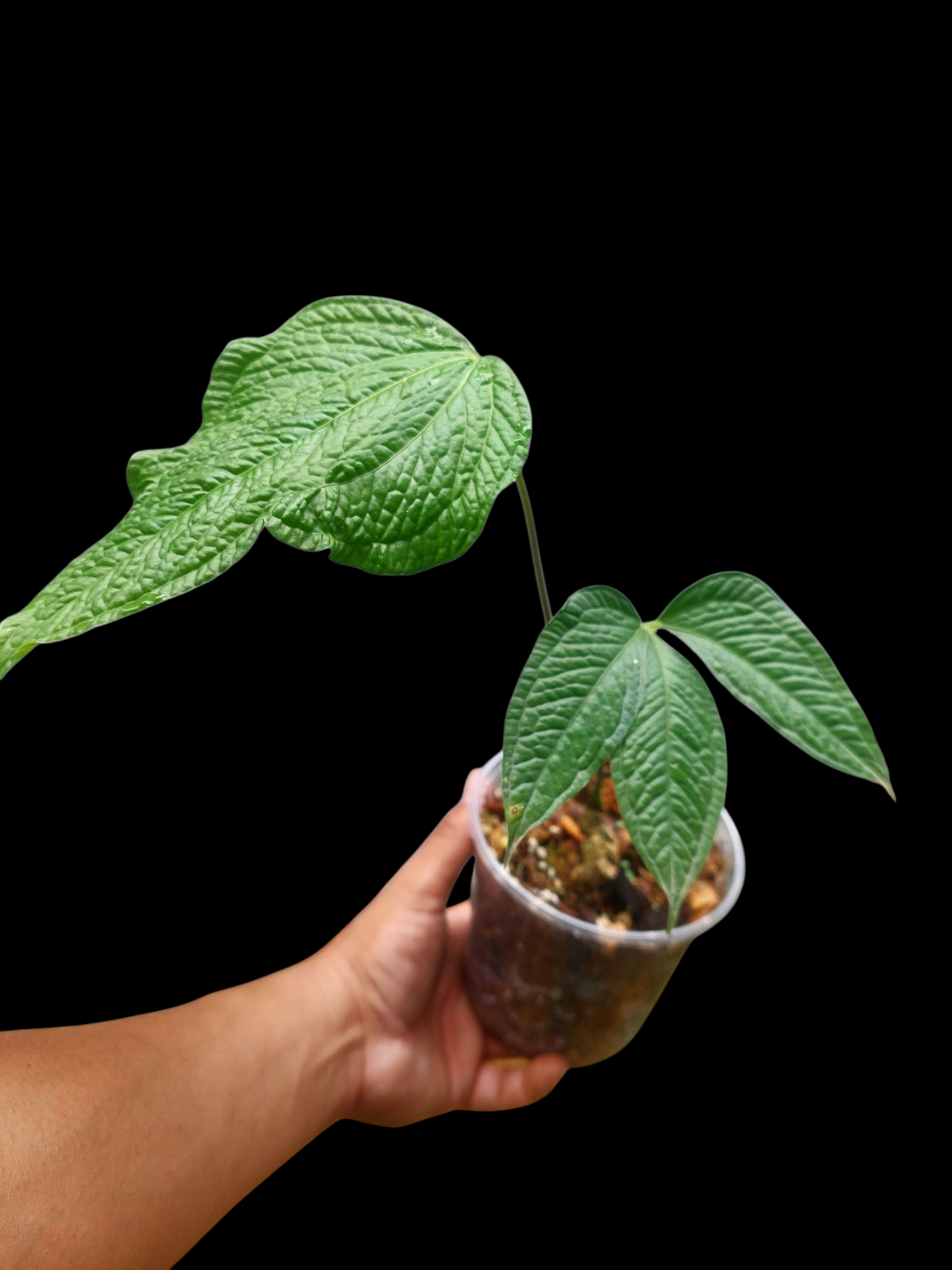 Anthurium sp. 'Weed of the Andes' with 2 Leaves (ACTUAL PLANT)