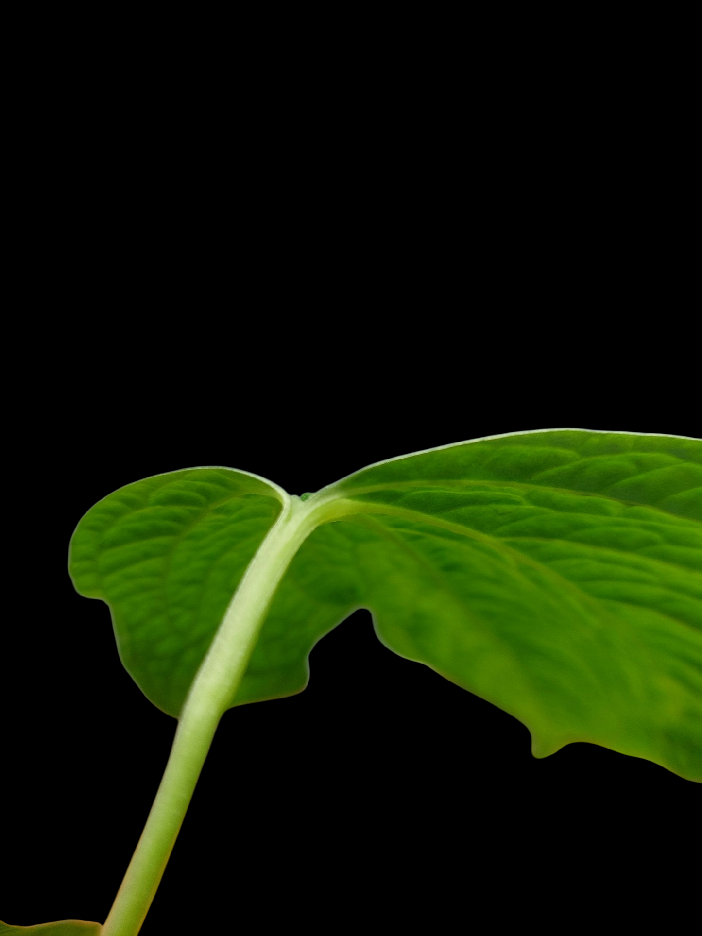 Anthurium sp. 'Weed of the Andes' with 2 Leaves (ACTUAL PLANT)