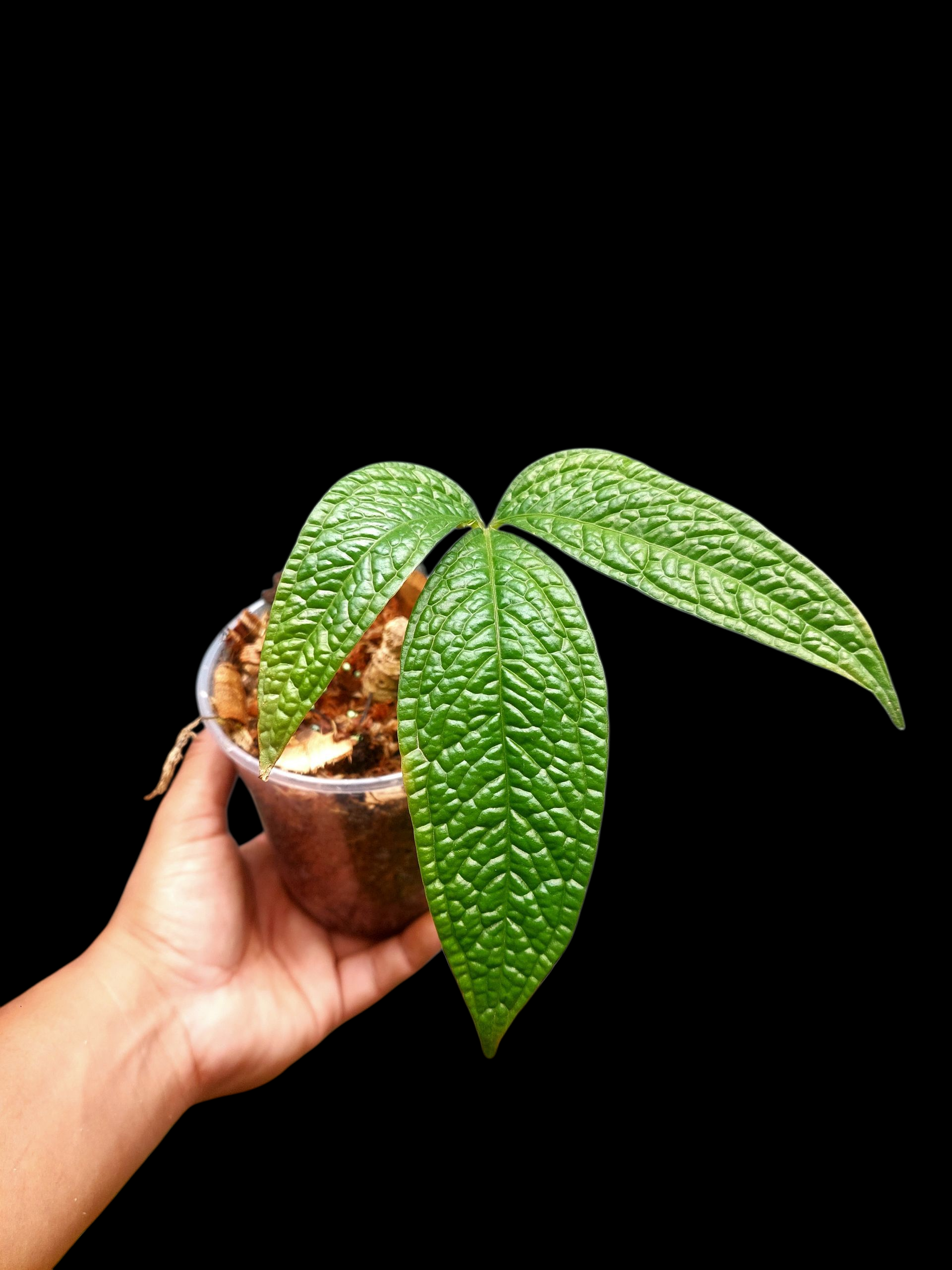 anthurium acuale Anthurium sp. 'Weed of the Andes' (ACTUAL PLANT)