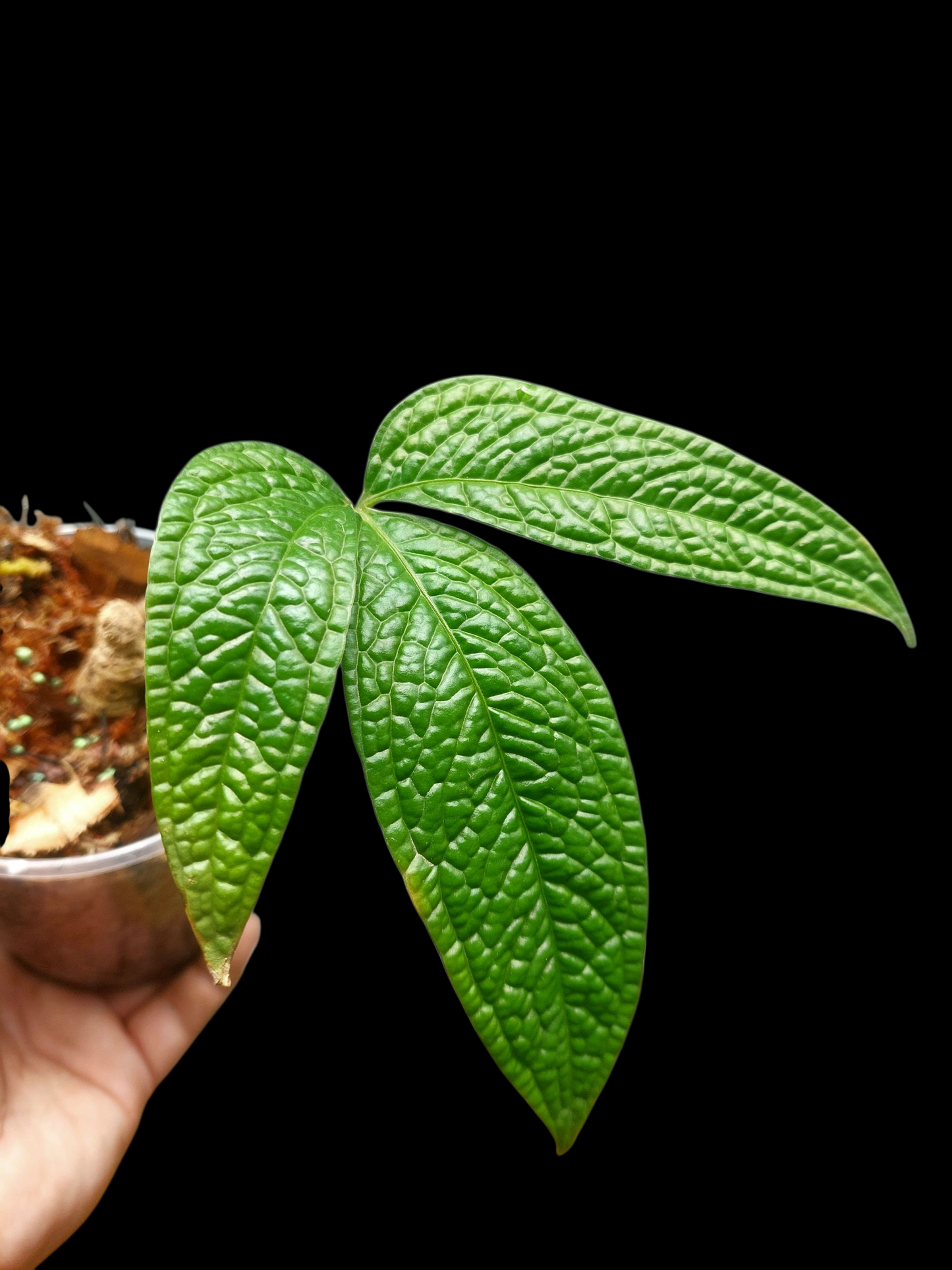 Anthurium sp. 'Weed of the Andes' (ACTUAL PLANT)