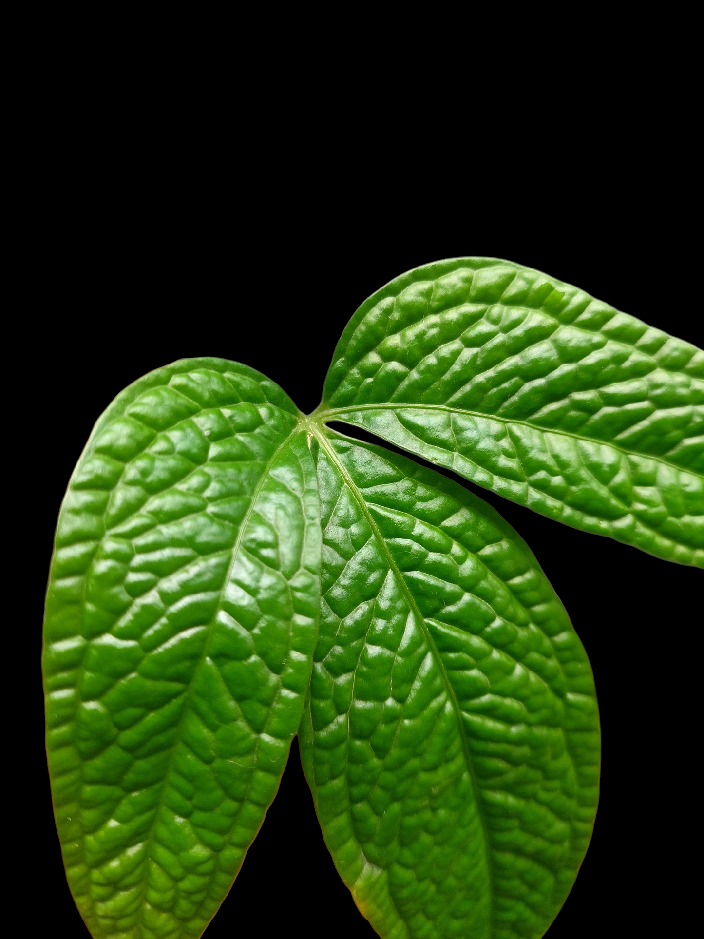 Anthurium sp. 'Weed of the Andes' (ACTUAL PLANT)