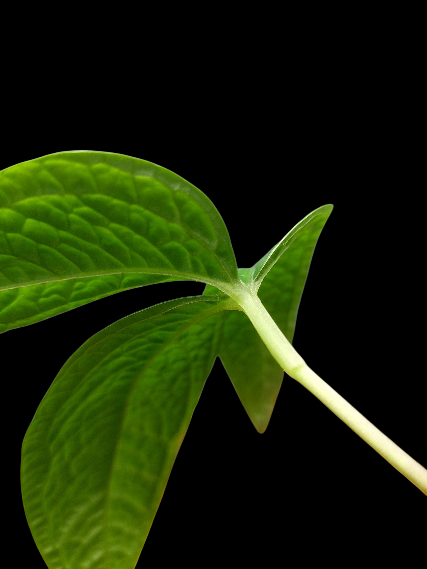 Anthurium sp. 'Weed of the Andes' (ACTUAL PLANT)