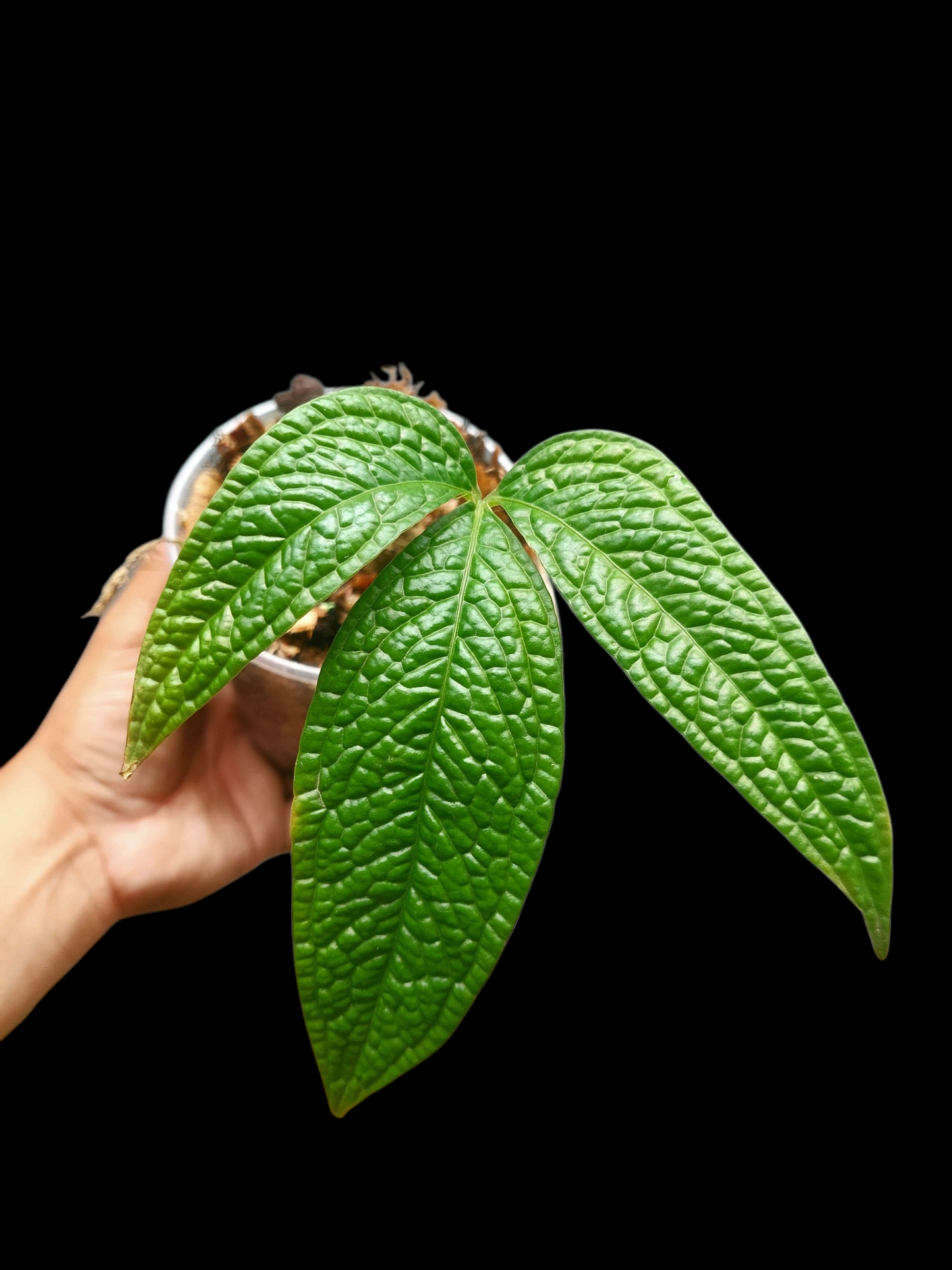 Anthurium sp. 'Weed of the Andes' (ACTUAL PLANT)