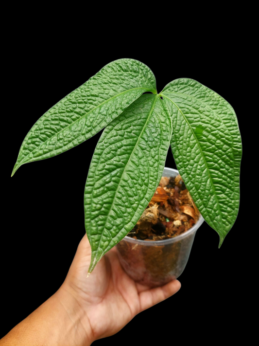 Anthurium sp. 'Weed of the Andes' (ACTUAL PLANT)