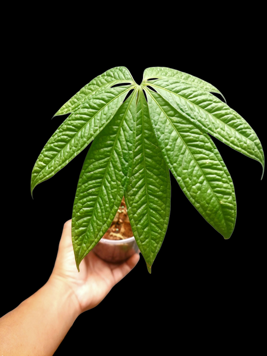 Anthurium sp. 'Weed of the Andes' (ACTUAL PLANT)
