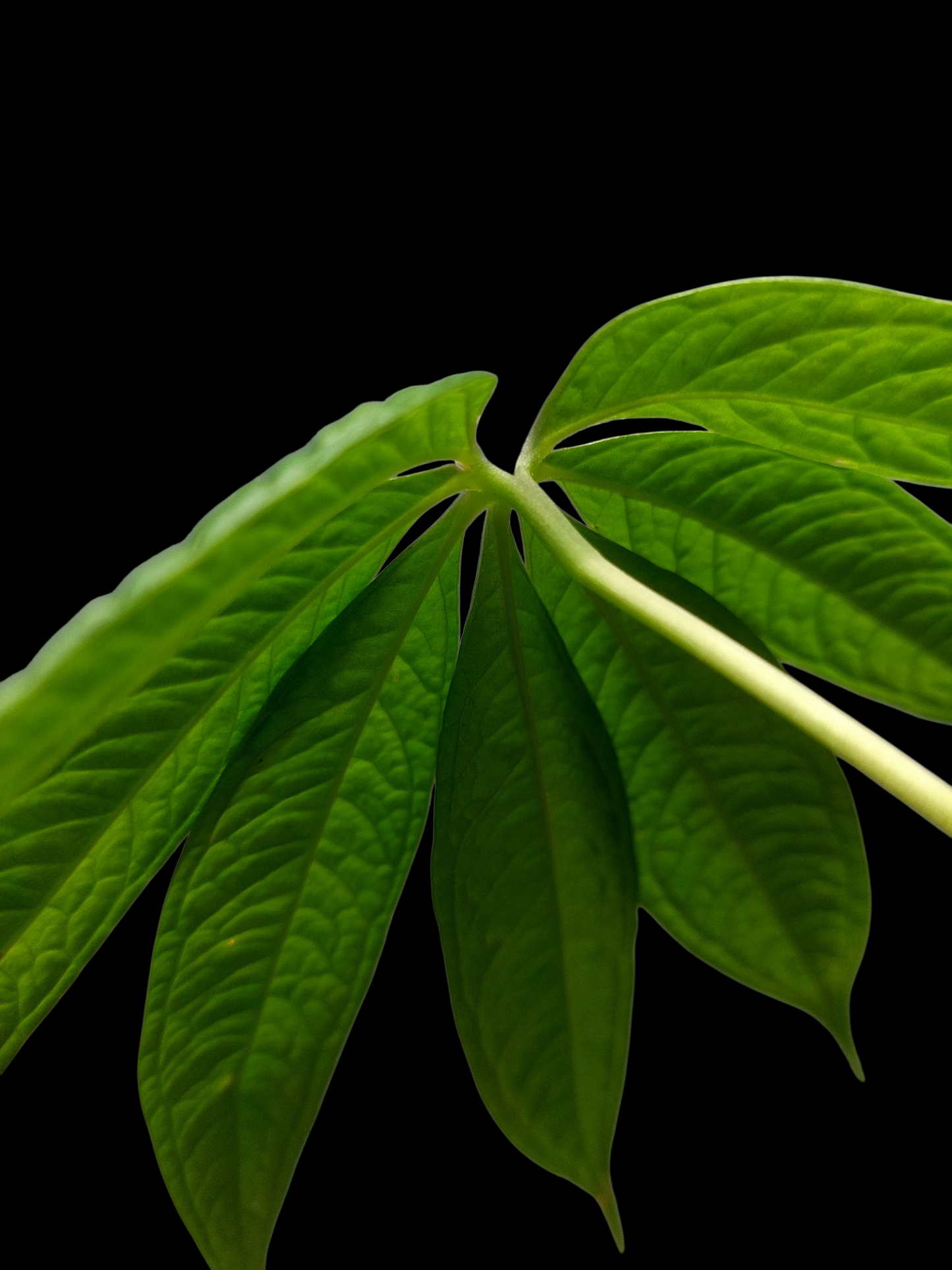 Anthurium sp. 'Weed of the Andes' (ACTUAL PLANT)