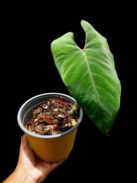 Anthurium sp. 'Huanuco Velvet' BIG PLANT (EXACT PLANT)