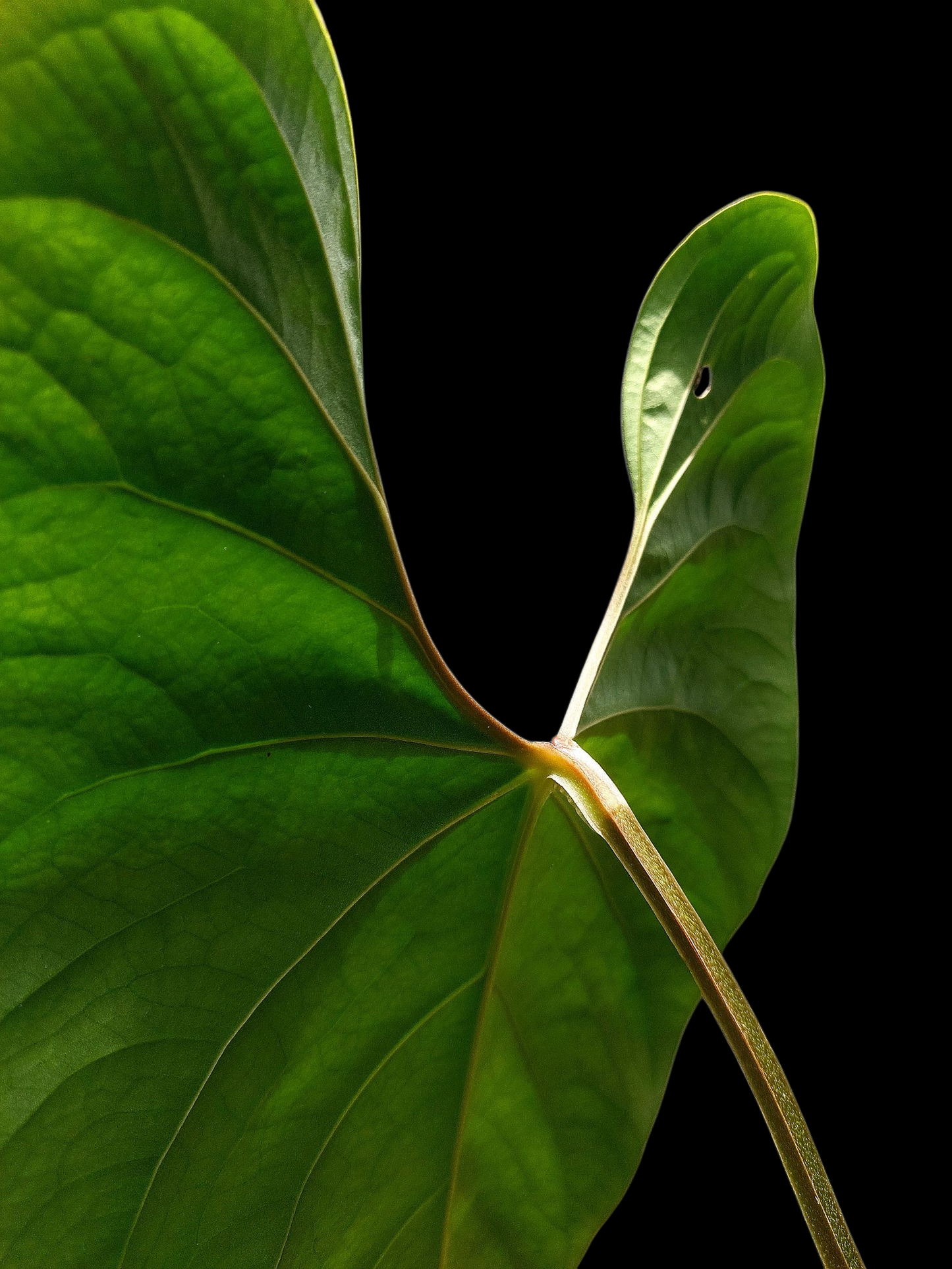 Anthurium sp. 'Huanuco Velvet' BIG PLANT (EXACT PLANT)
