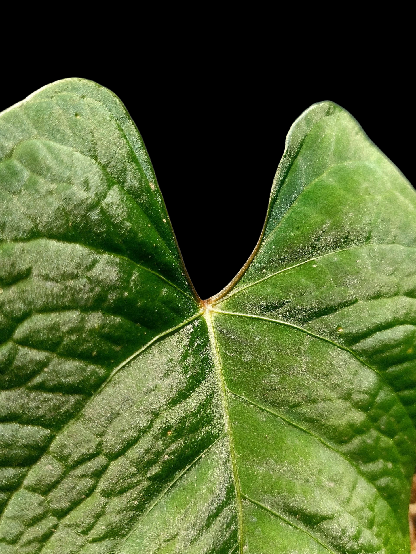 Anthurium sp. 'Huanuco Velvet' (EXACT PLANT)