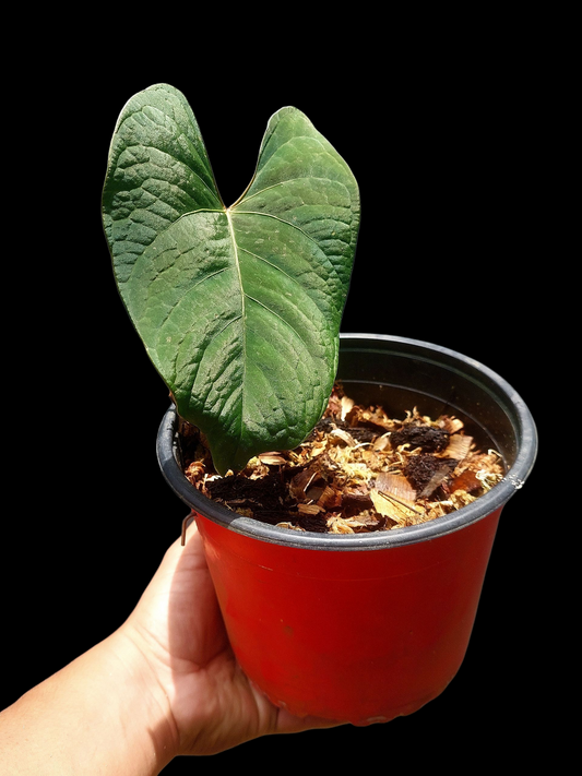 Anthurium sp. 'Huanuco Velvet' (EXACT PLANT)