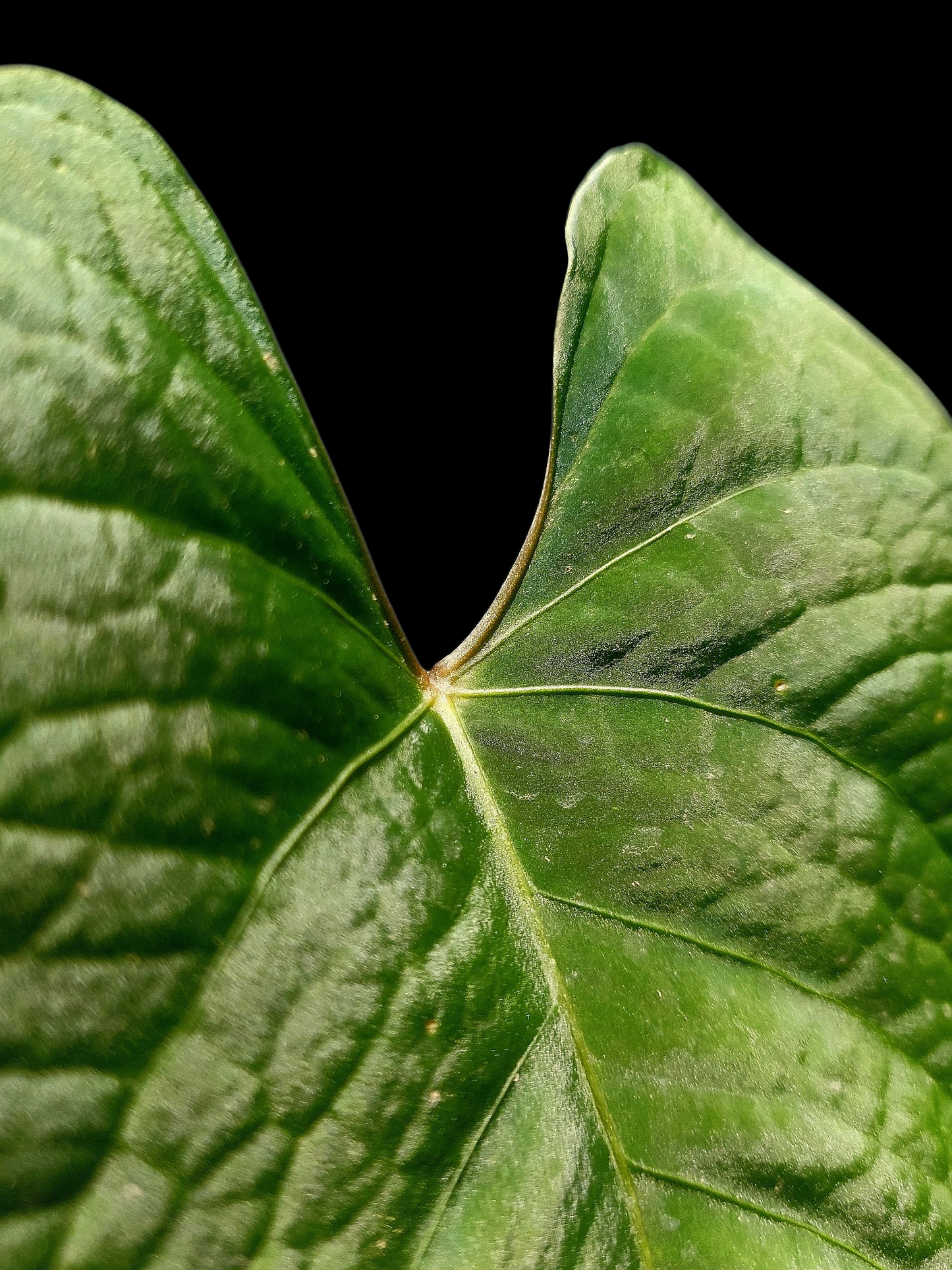 Anthurium sp. 'Huanuco Velvet' (EXACT PLANT)