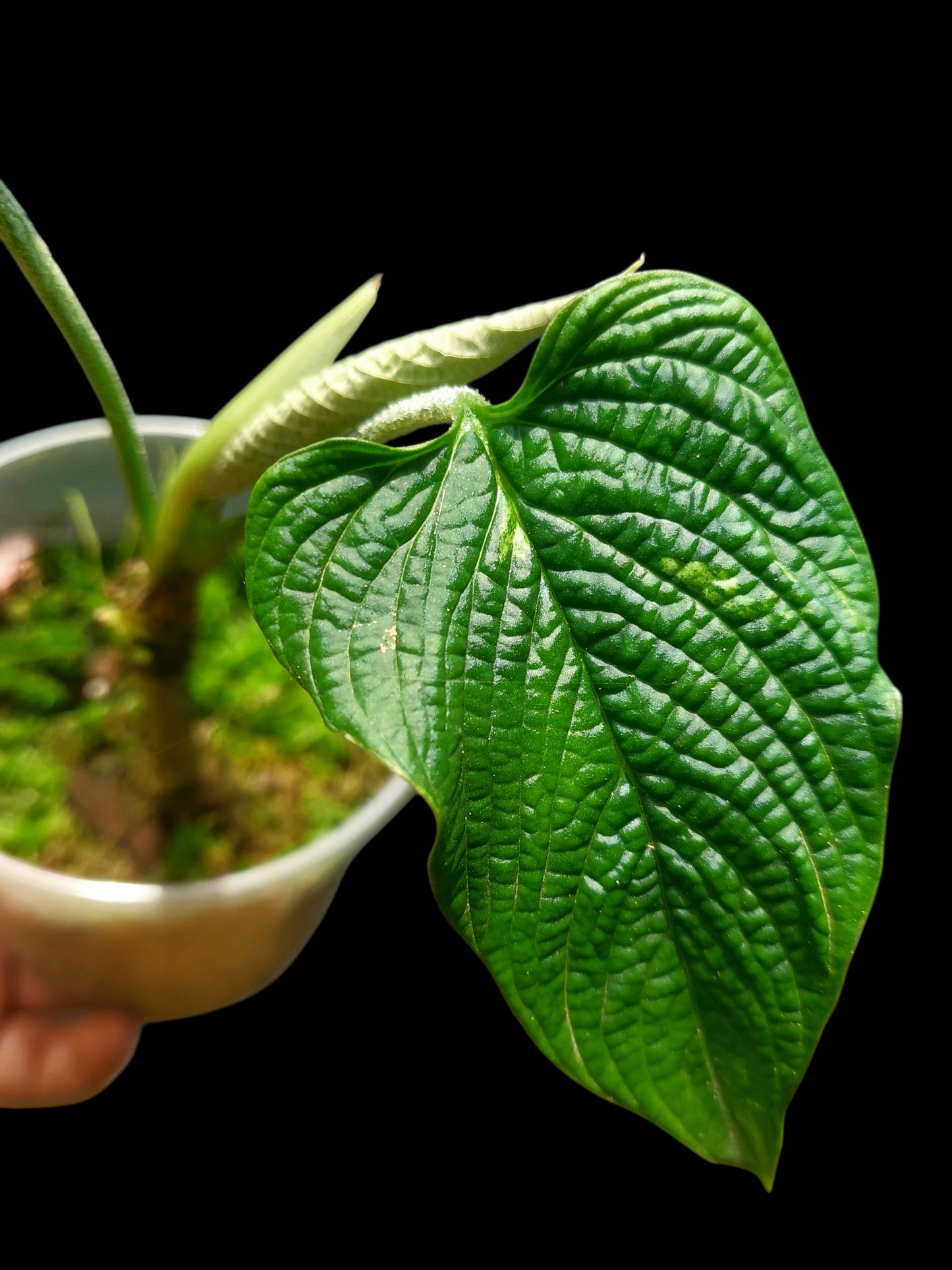 Philodendron Lynnhannoniae Special Phenotype (EXACT PLANT)