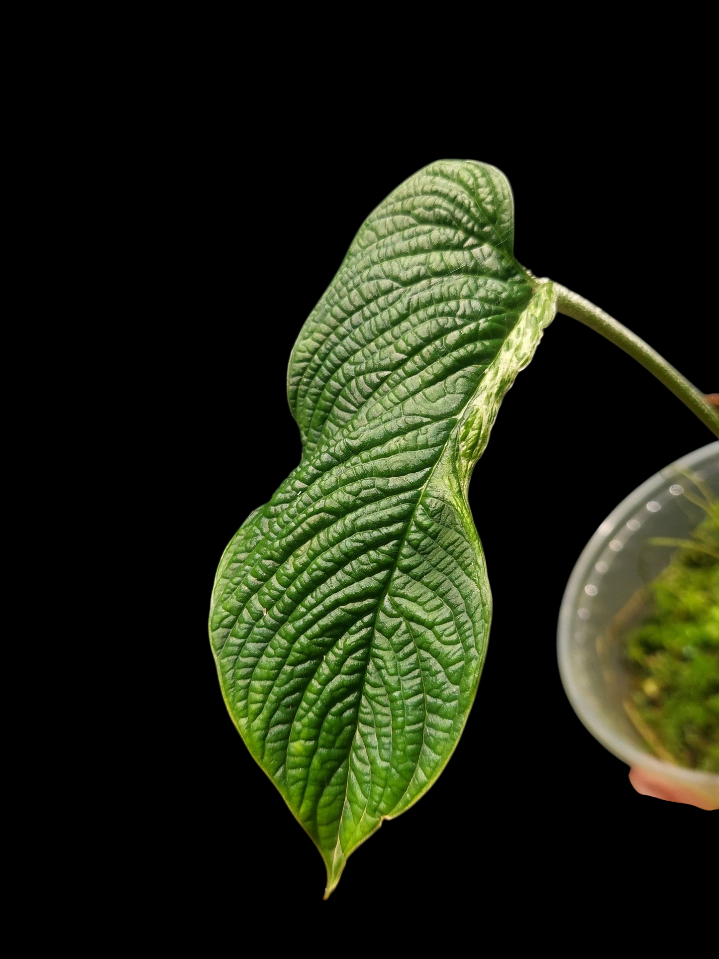 Philodendron Lynnhannoniae Special Phenotype (EXACT PLANT)
