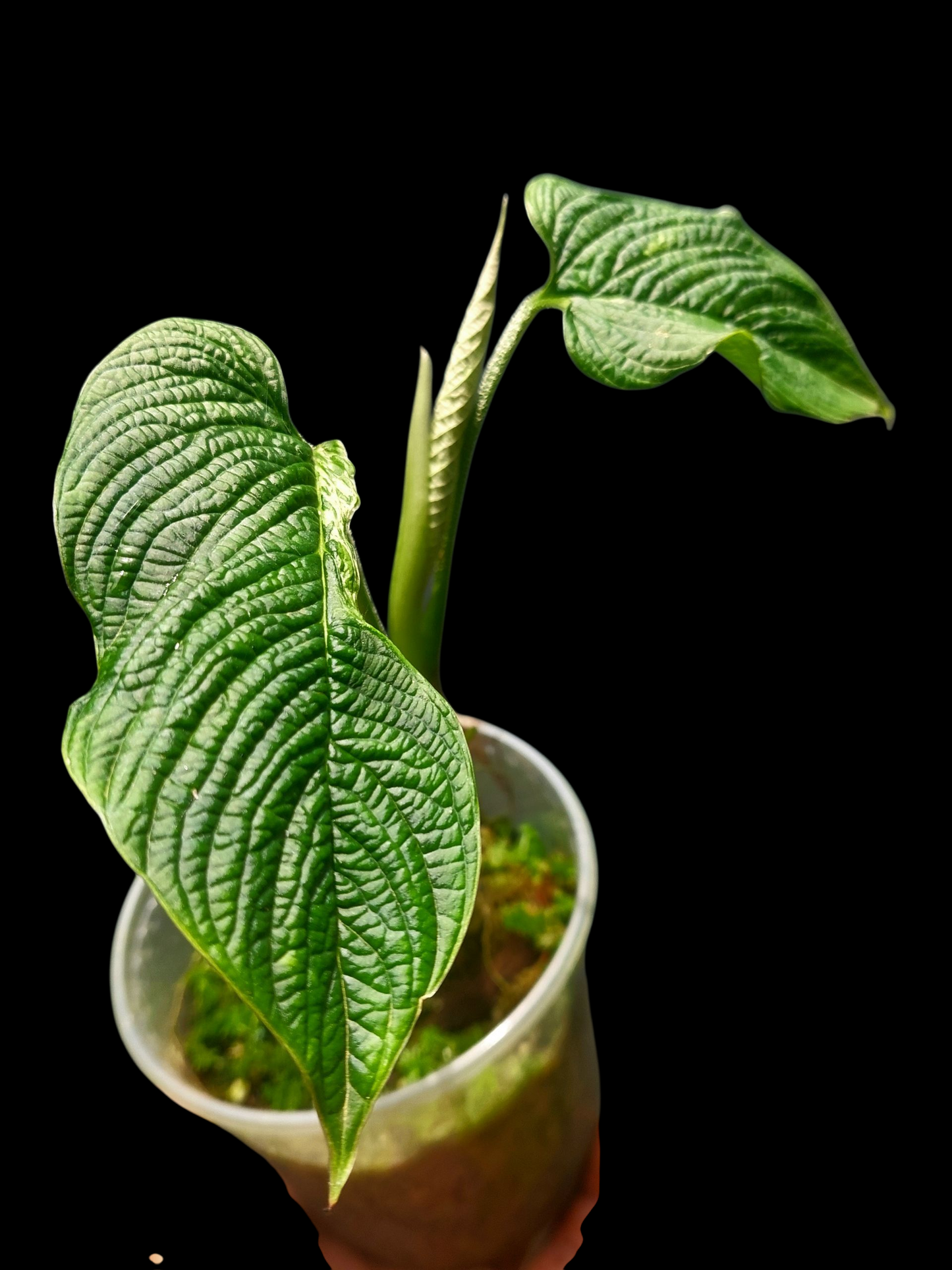 Philodendron Lynnhannoniae Special Phenotype (EXACT PLANT)