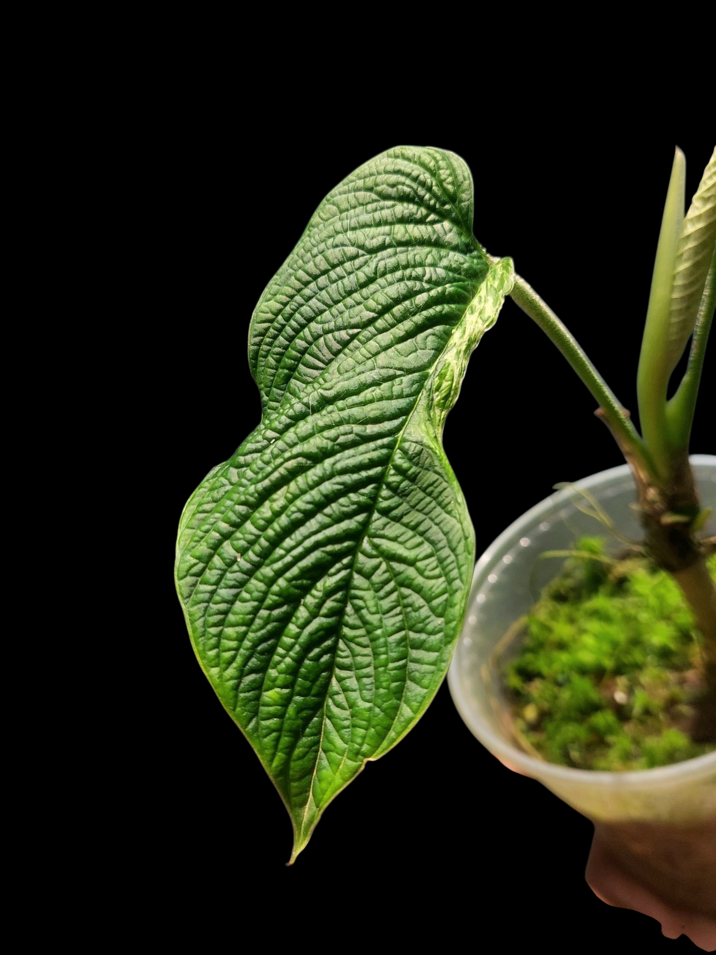 Philodendron Lynnhannoniae Special Phenotype (EXACT PLANT)