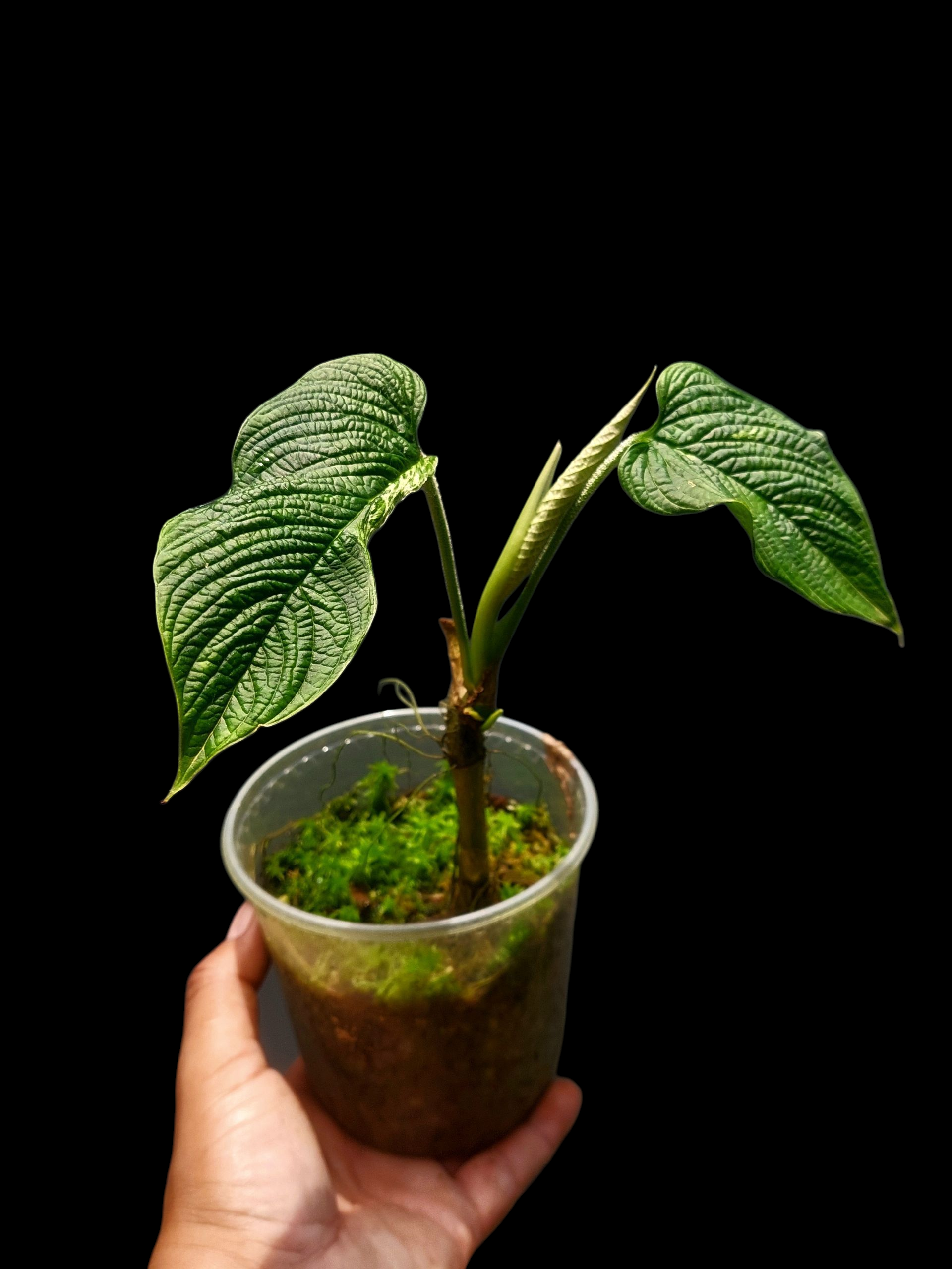 philodendron special Philodendron lynnhannoniae #1731 *require high humidity