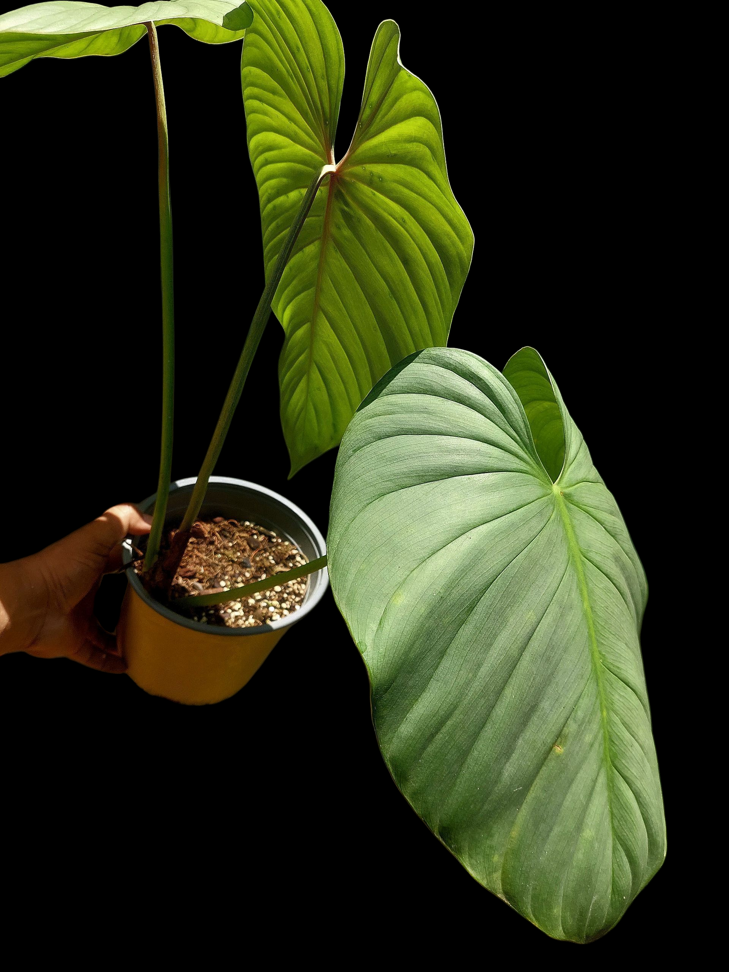 Philodendron sp. 'Silver Angel' BIG PLANT with 3 Leaves (EXACT PLANT)