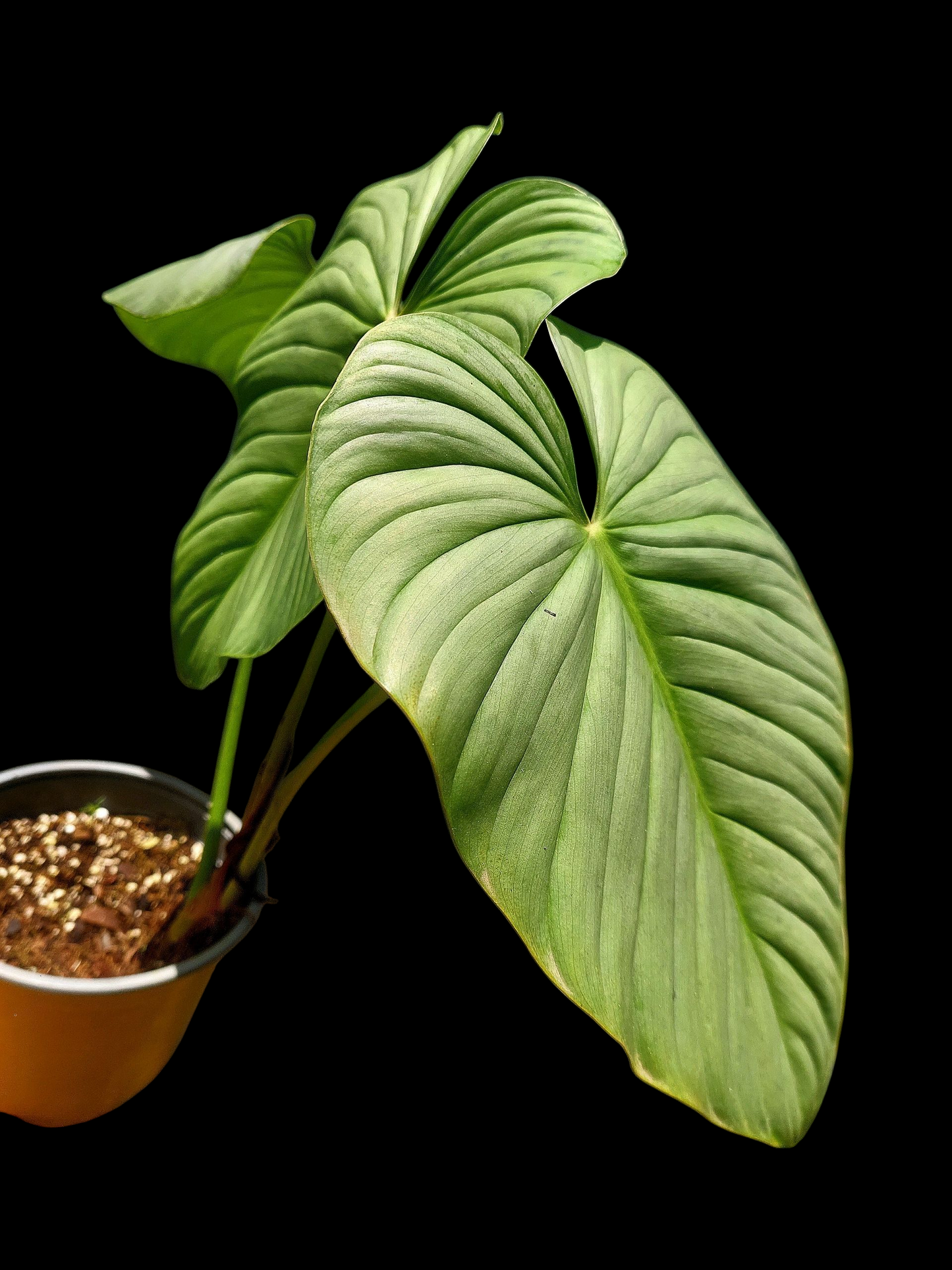 Philodendron sp. 'Silver Angel' BIG PLANT with 3 Leaves (EXACT PLANT)