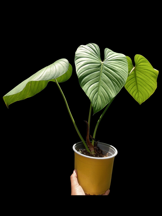 Philodendron sp. 'Silver Angel' BIG PLANT with 3 Leaves (EXACT PLANT)