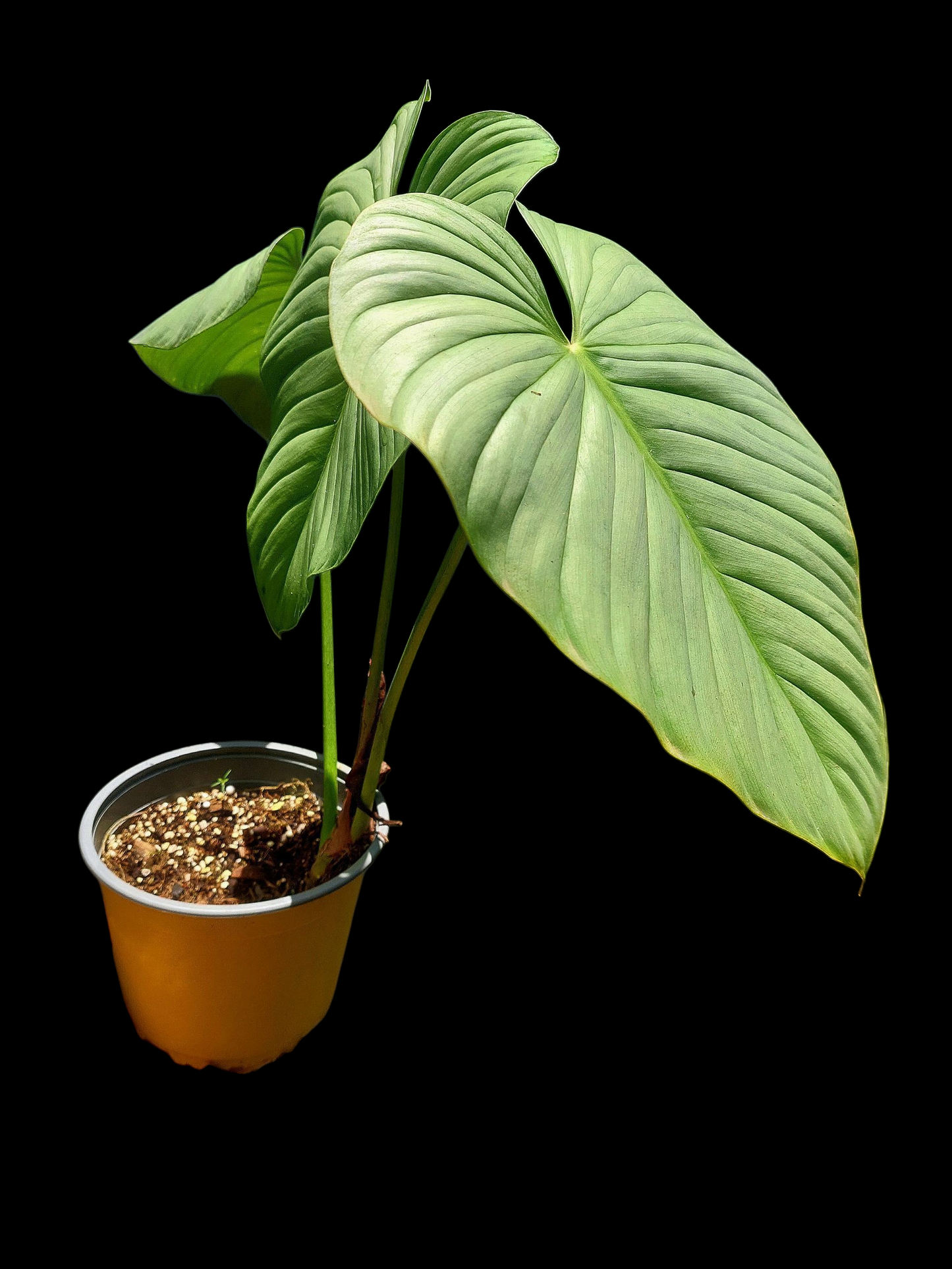 Philodendron sp. 'Silver Angel' BIG PLANT with 3 Leaves (EXACT PLANT)