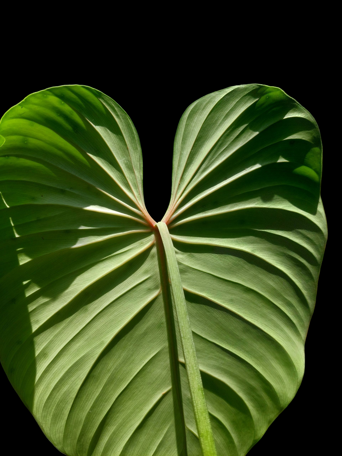 Philodendron sp. 'Silver Angel' BIG PLANT with 3 Leaves (EXACT PLANT)