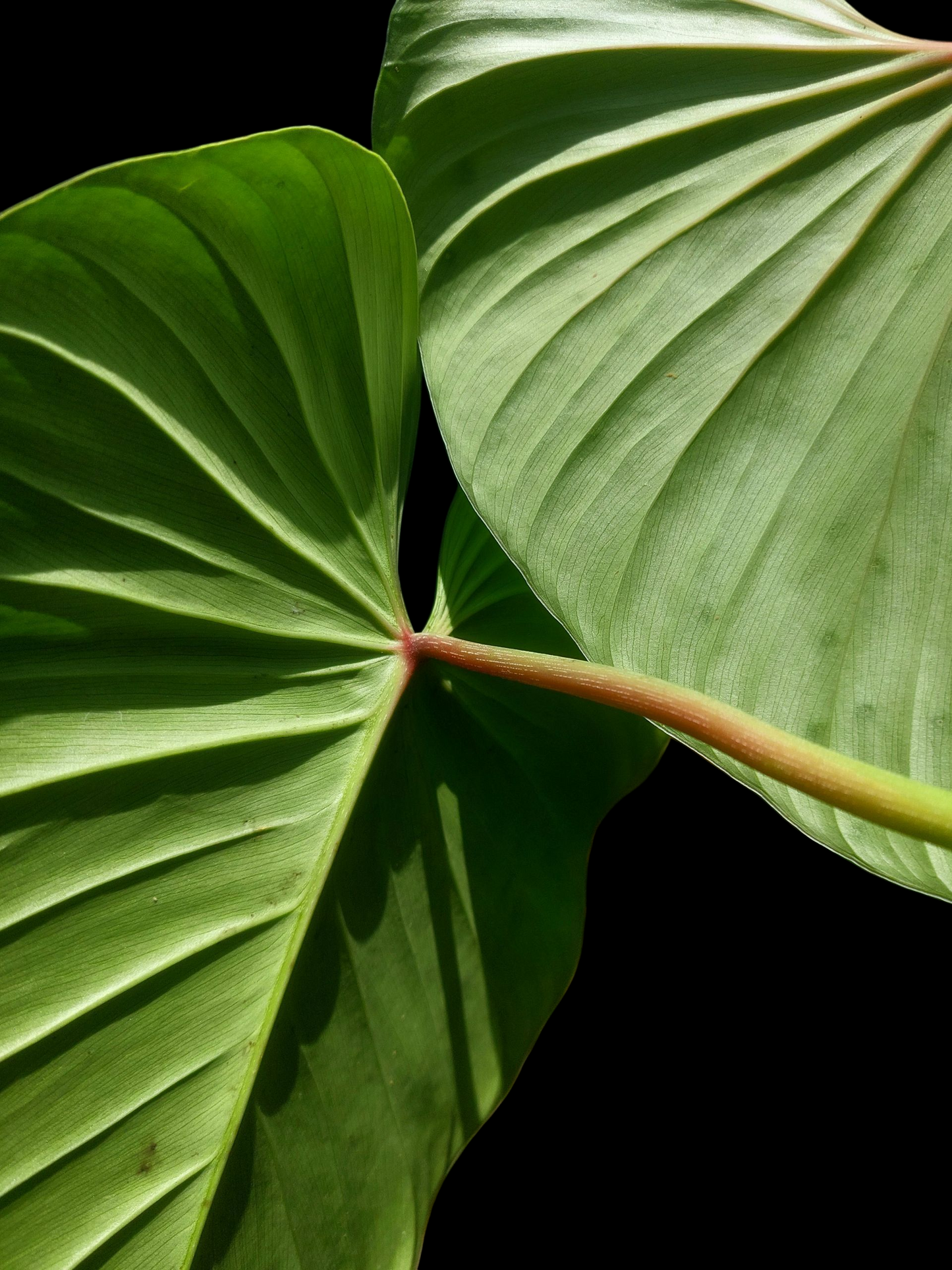 Philodendron sp. 'Silver Angel' BIG PLANT with 3 Leaves (EXACT PLANT)