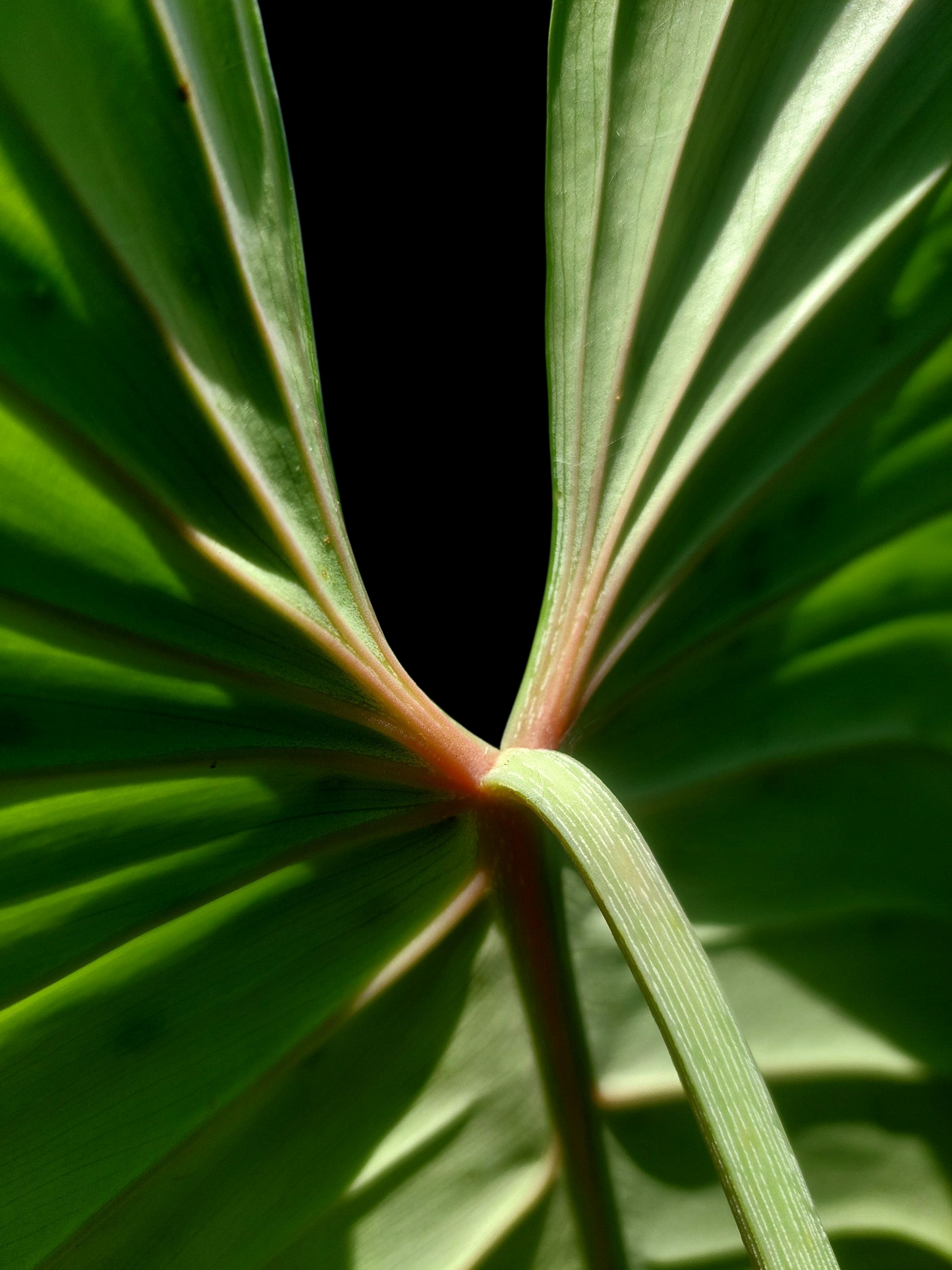 Philodendron sp. 'Silver Angel' BIG PLANT with 3 Leaves (EXACT PLANT)