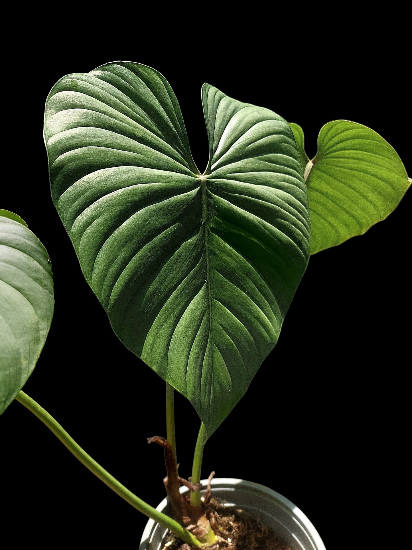 Philodendron sp. 'Silver Angel' BIG PLANT with 3 Leaves (EXACT PLANT)