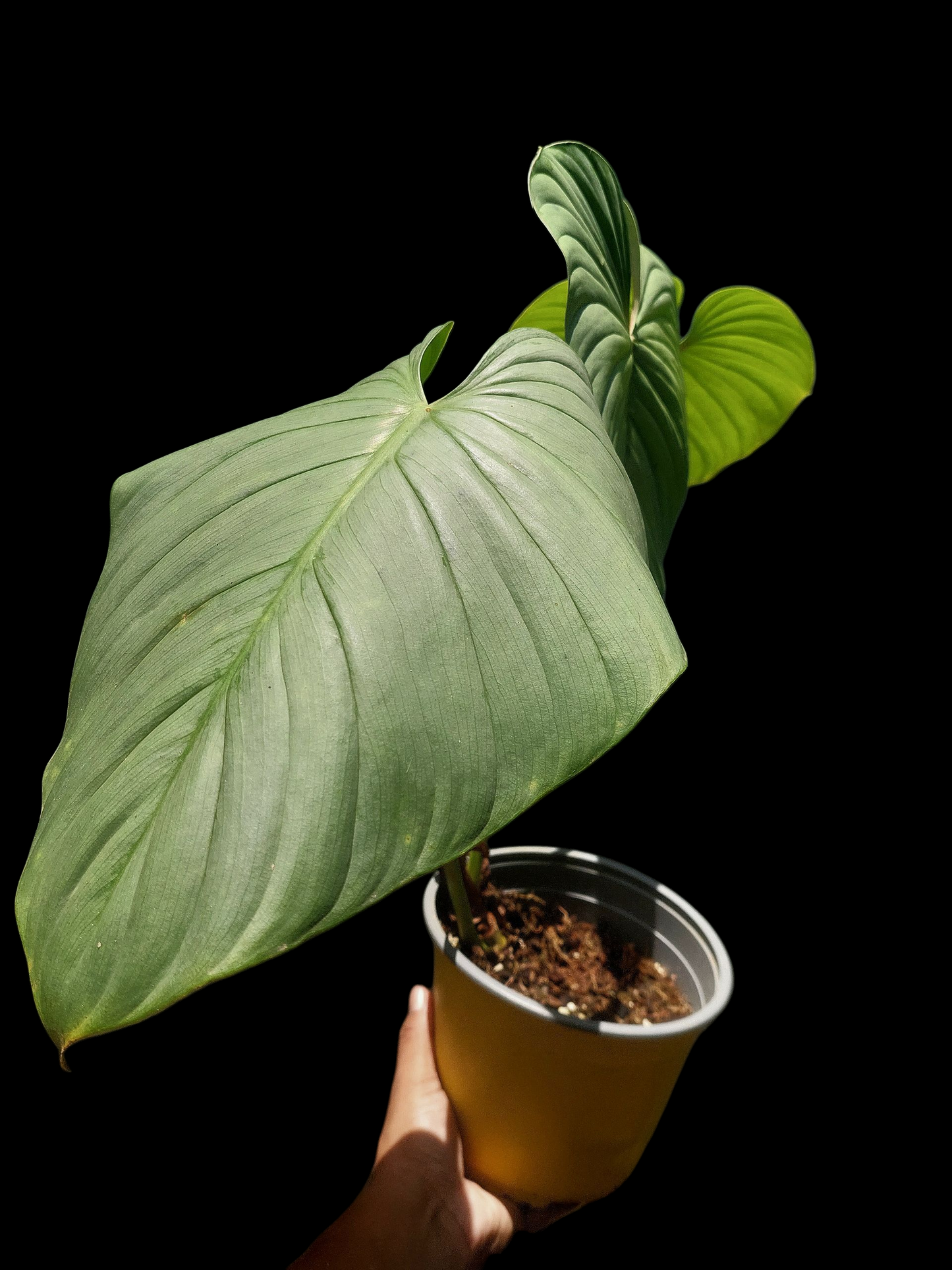Philodendron sp. 'Silver Angel' BIG PLANT with 3 Leaves (EXACT PLANT)