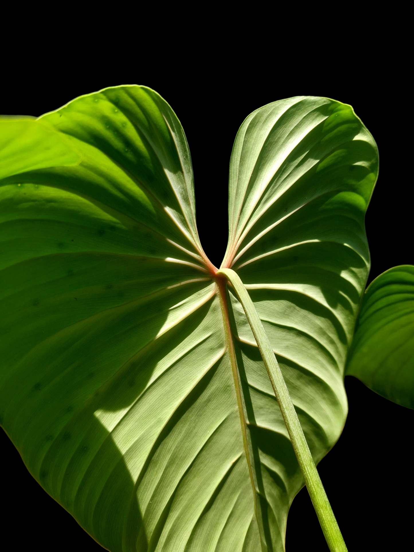 Philodendron sp. 'Silver Angel' BIG PLANT with 3 Leaves (EXACT PLANT)