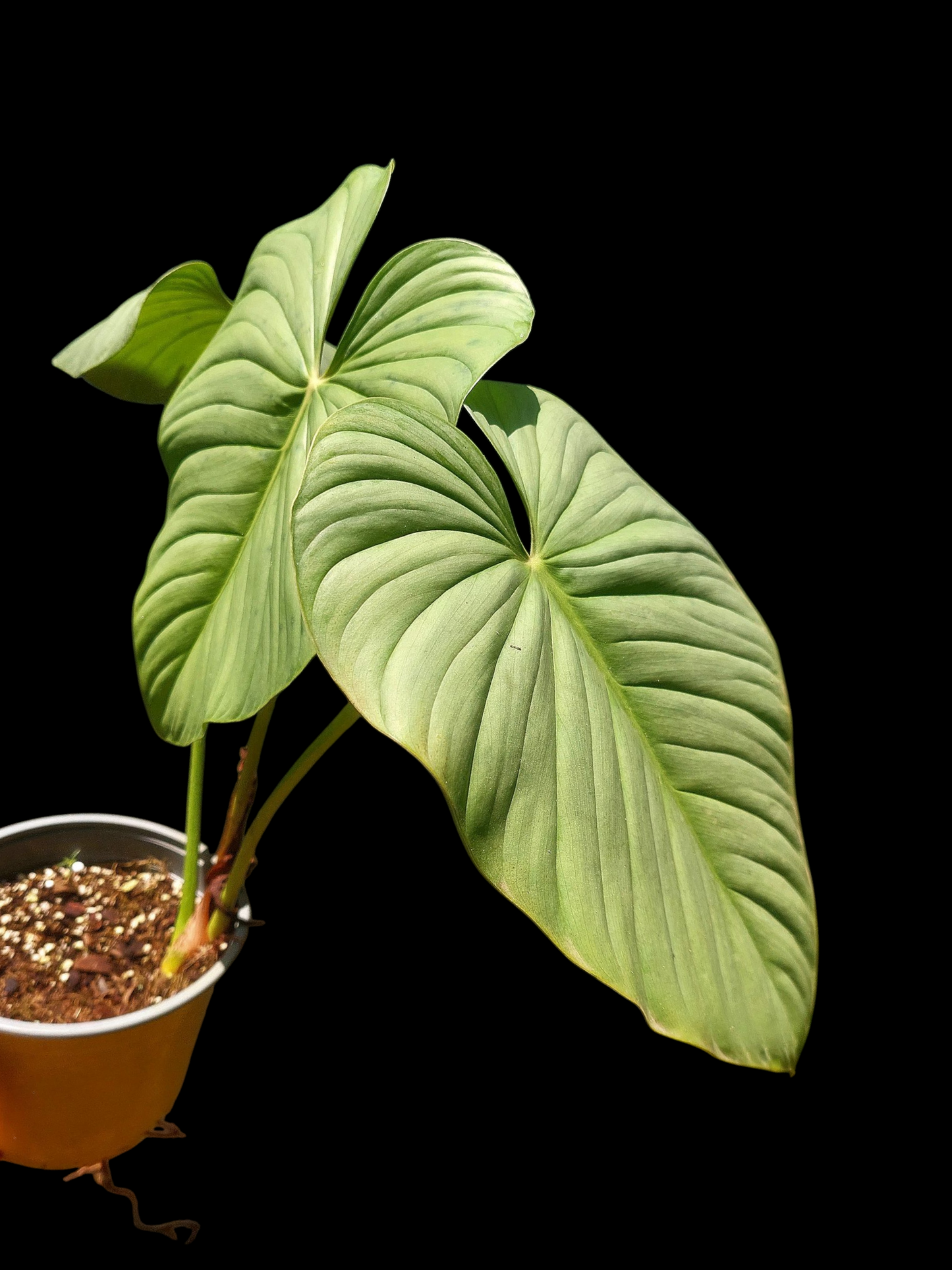 Philodendron sp. 'Silver Angel' BIG PLANT with 3 Leaves (EXACT PLANT)
