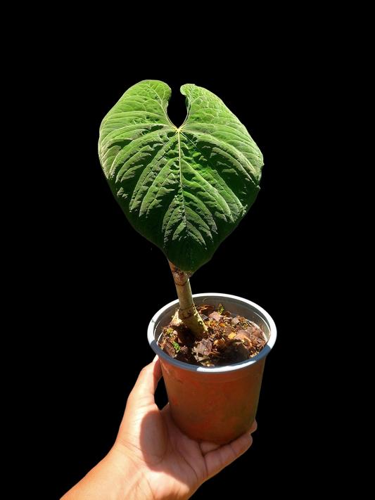 Anthurium Sp. 'Purple' BIG PLANT (EXACT PLANT)